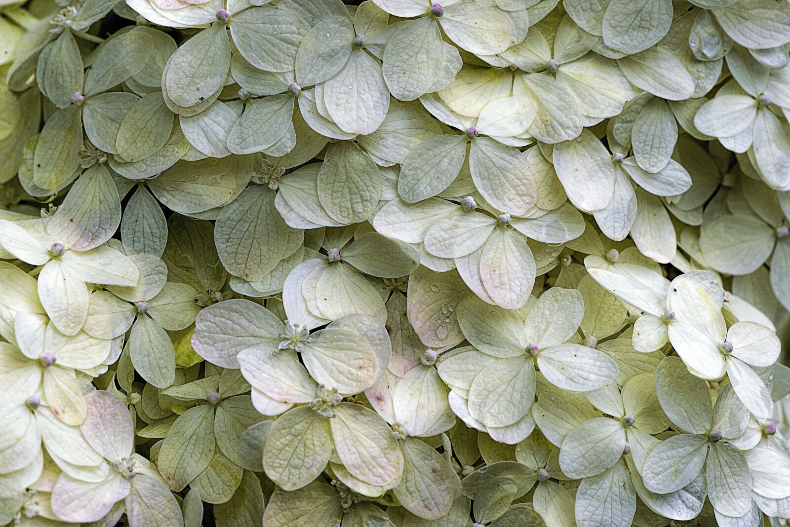 Nikon D610 sample photo. Flower, hydrangea, garden photography