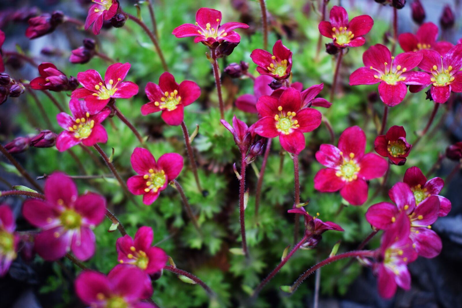 Nikon D3300 sample photo. Spring, flower, nature photography