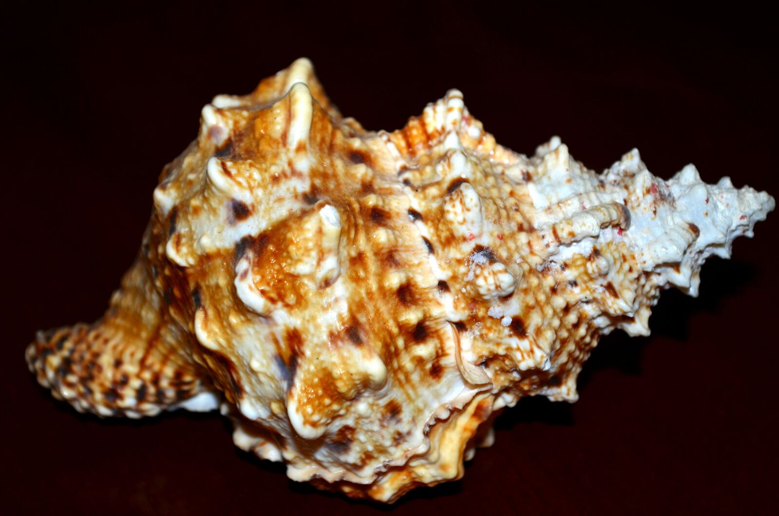 Nikon D5100 sample photo. Shell, spiral photography