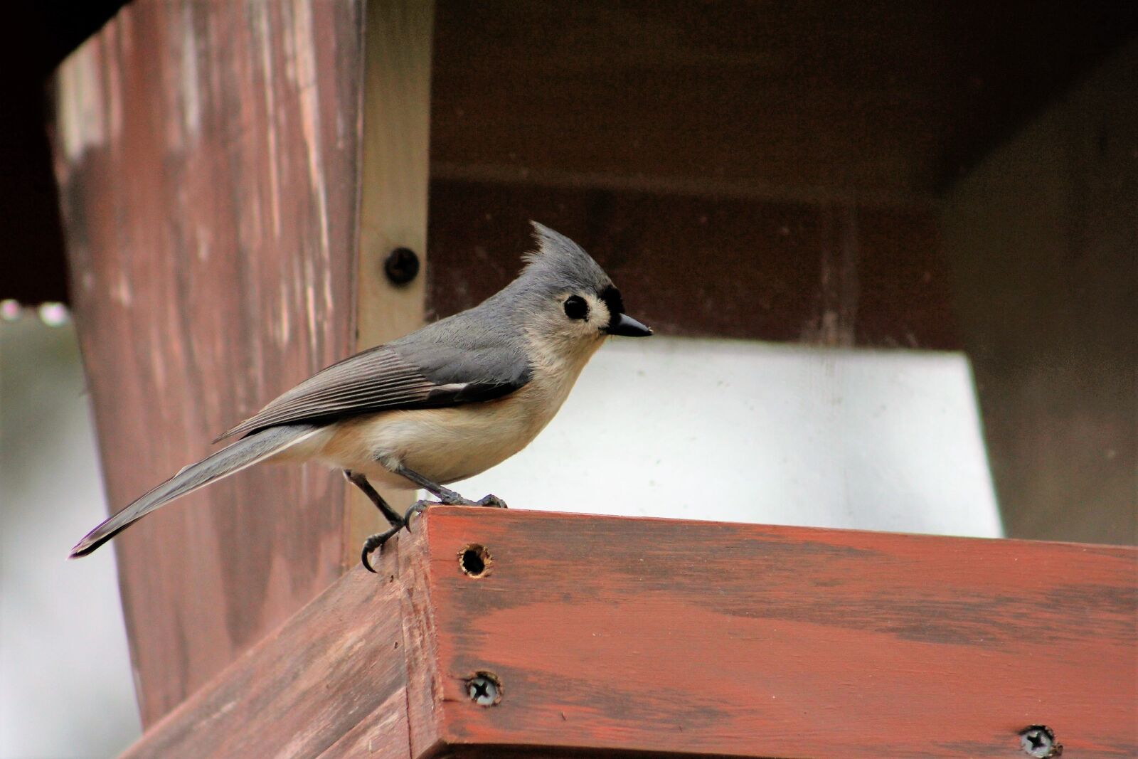 Canon EOS 550D (EOS Rebel T2i / EOS Kiss X4) sample photo. Bird, outdoors, wildlife photography