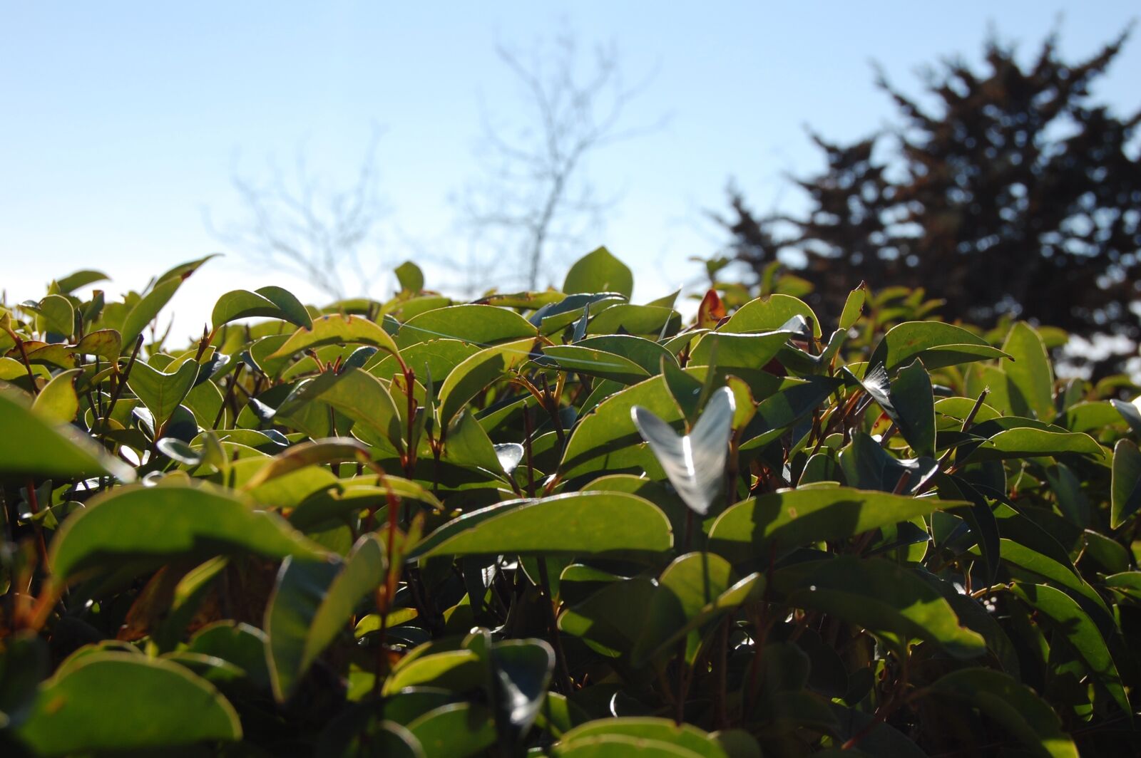 Nikon D40 sample photo. Leaf, nature, plant photography