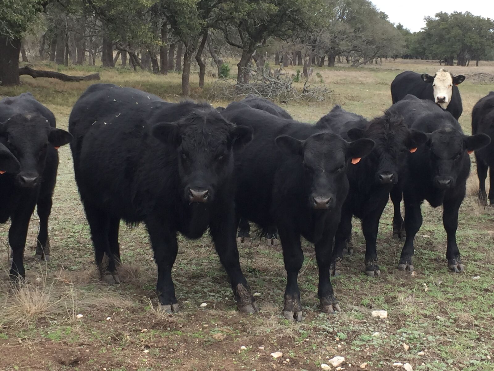 iPhone 6 back camera 4.15mm f/2.2 sample photo. Black, angus, calves photography