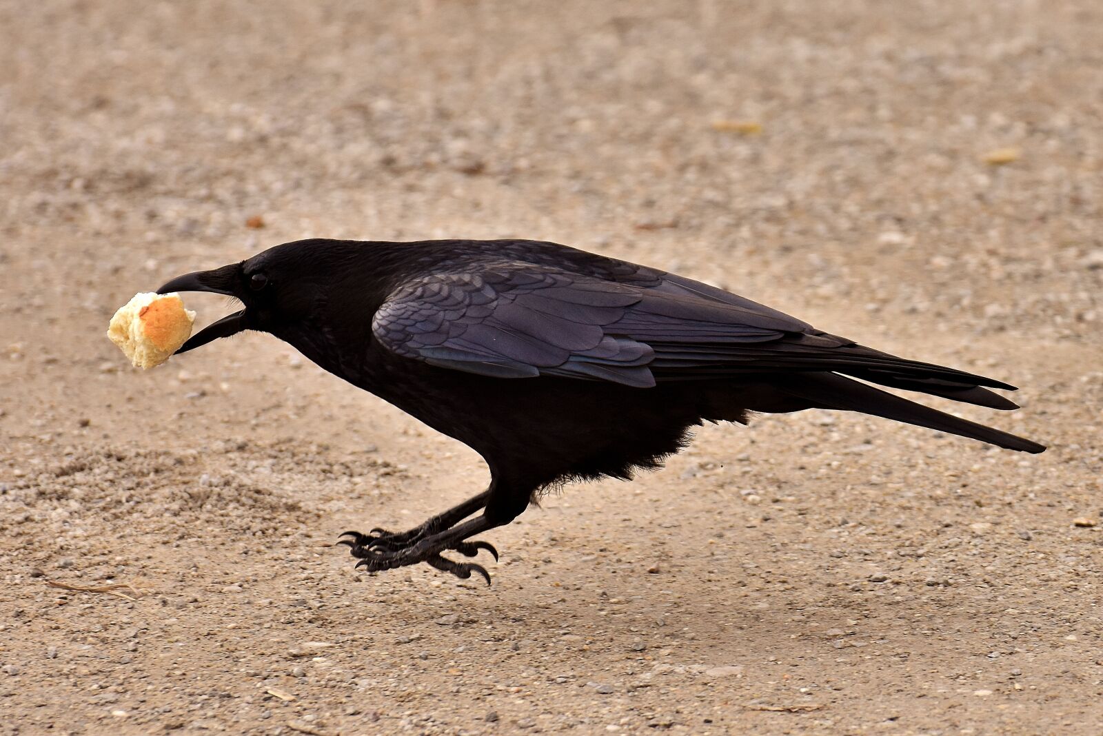 Nikon D7200 sample photo. Common raven, raven, raven photography
