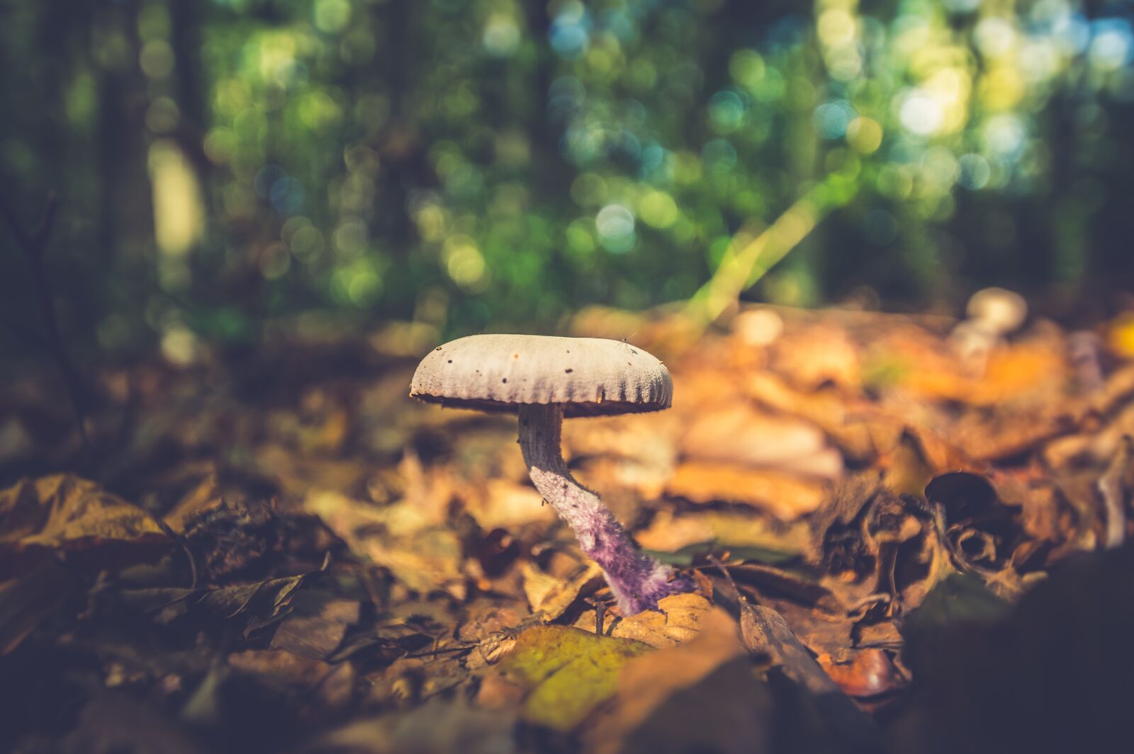 Sony SLT-A58 + 10-20mm F3.5 sample photo. Mushroom, autumn, mushrooms photography