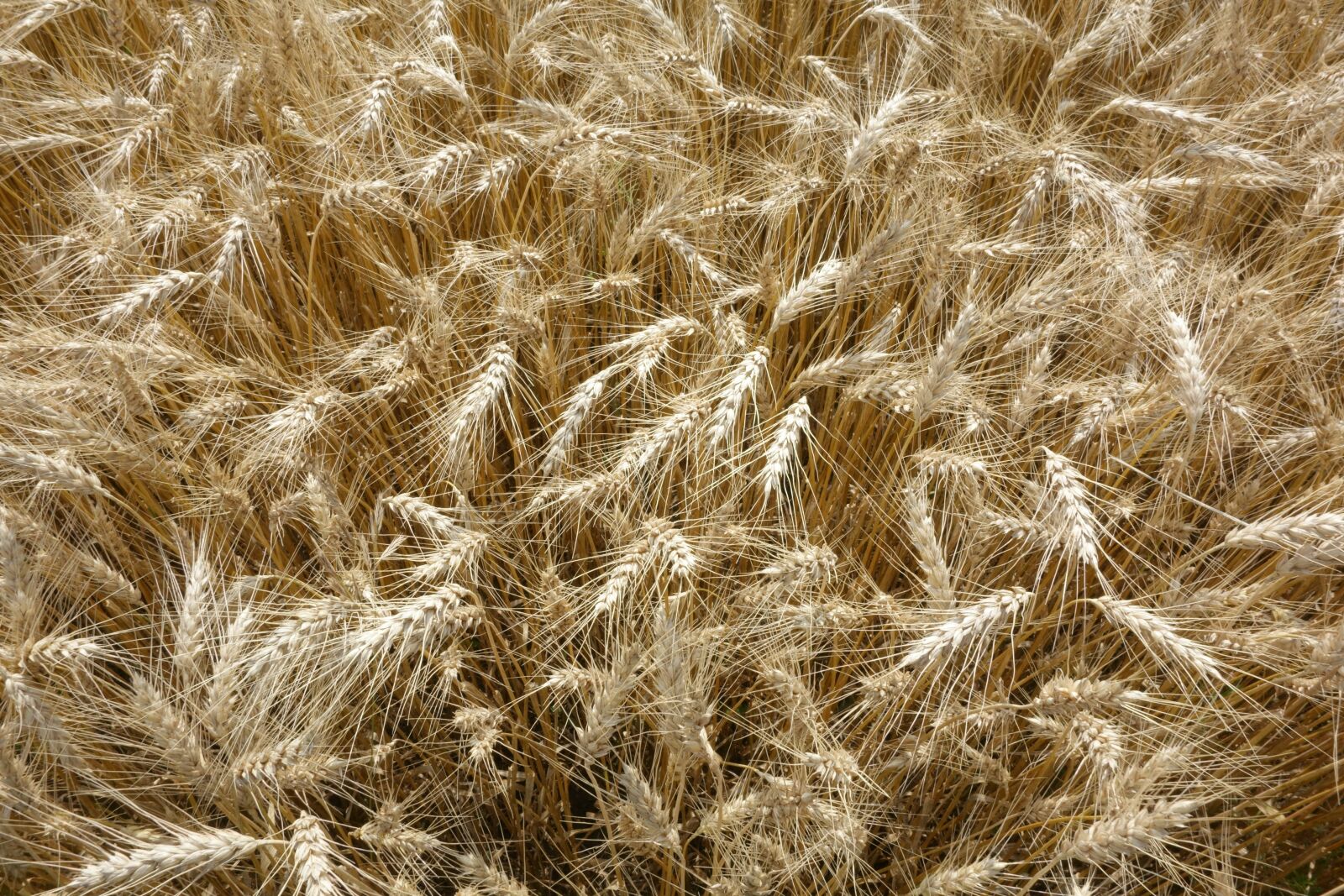Sony Cyber-shot DSC-RX100 sample photo. Nature, straw, wheat photography