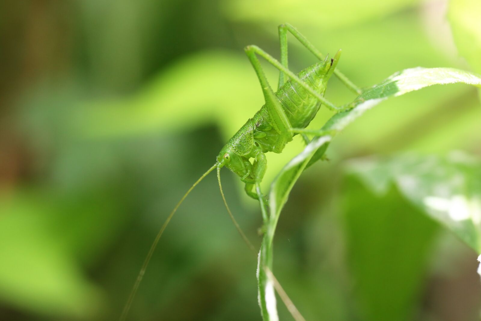 Canon EF 100mm F2.8L Macro IS USM sample photo. The chi, stomach, insects photography