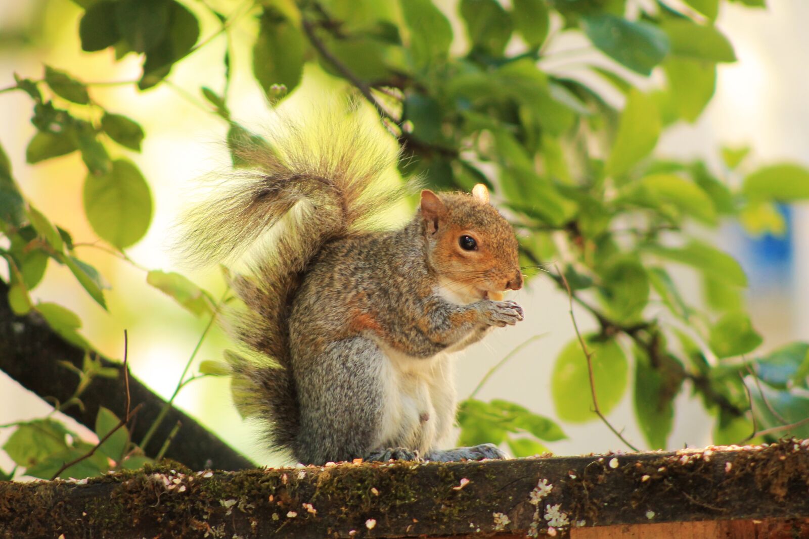 Canon EOS 1100D (EOS Rebel T3 / EOS Kiss X50) + Canon EF 75-300mm f/4-5.6 sample photo. Squirrel, nature, sitting photography