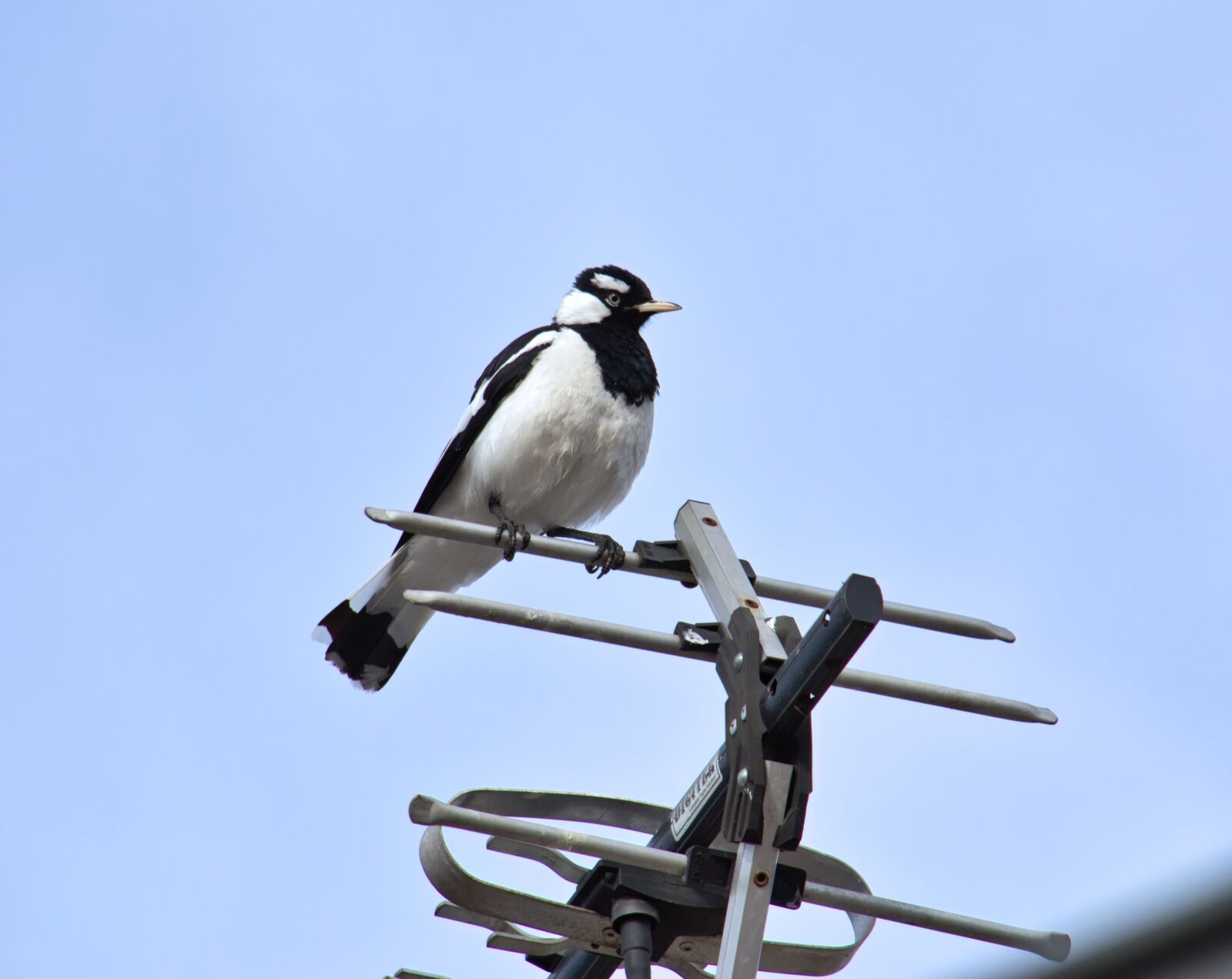 Nikon D5200 sample photo. Bird, magpie lark, animal photography