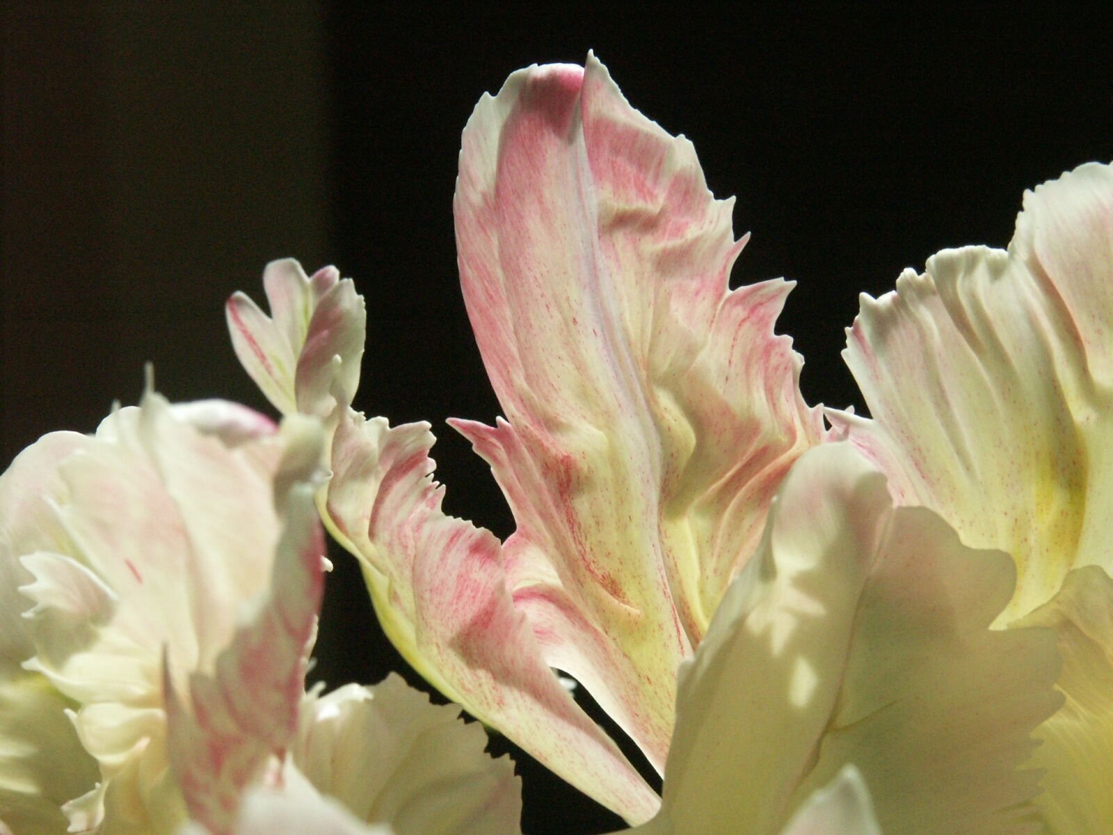 KONICA MINOLTA DiMAGE A1 sample photo. Nature, flowers, nice photography