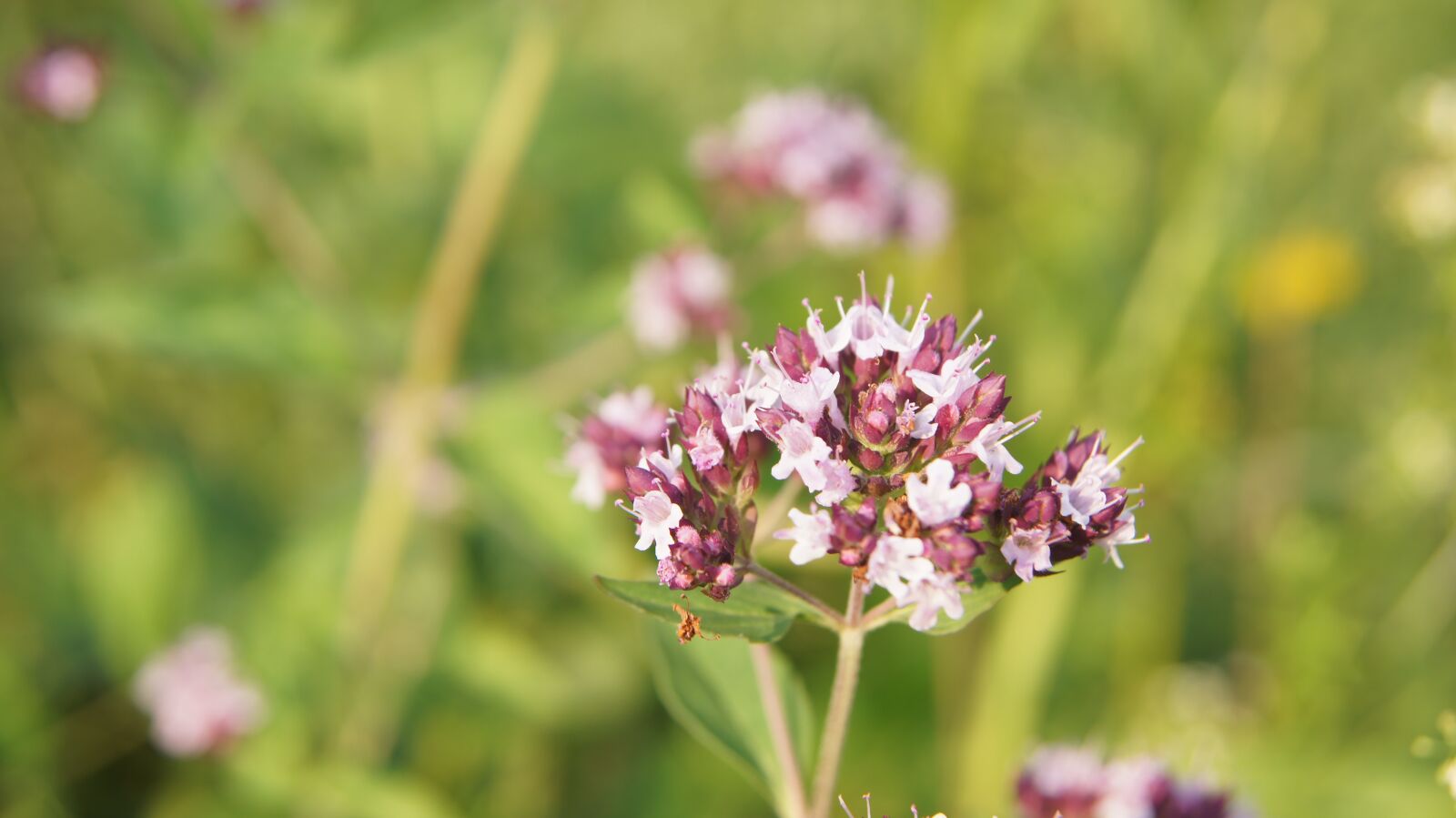 Sony SLT-A55 (SLT-A55V) + Sony DT 18-55mm F3.5-5.6 SAM sample photo. Oregano ordinary, wildflowers, flower photography