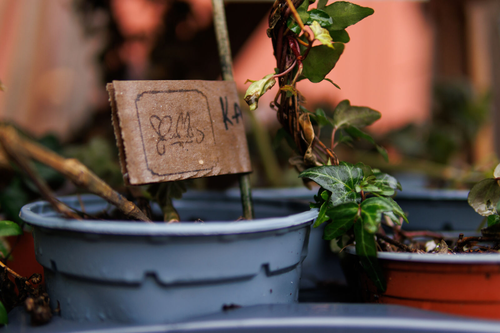 Sigma 30mm F1.4 DC DN | C sample photo. End of season plantings photography