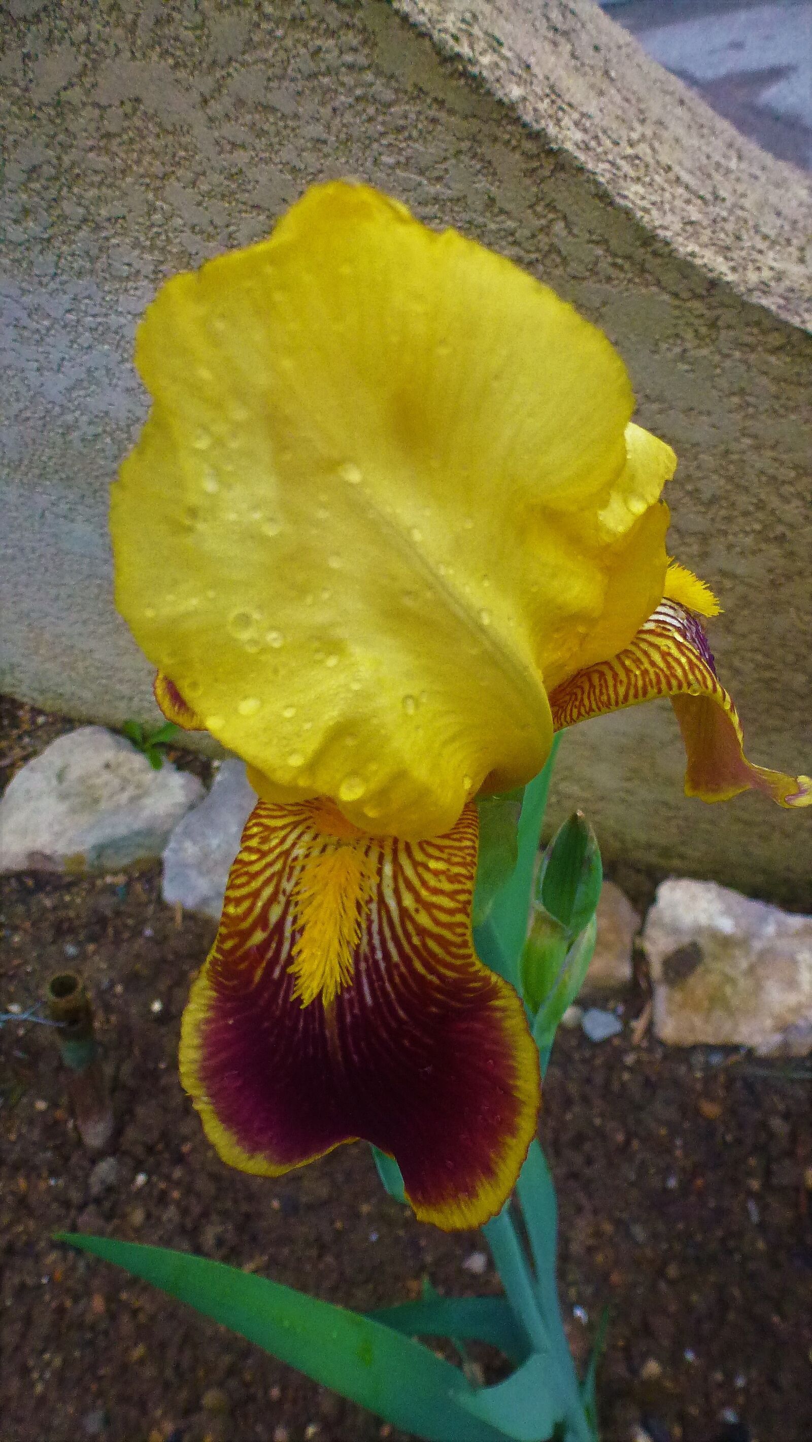 Panasonic Lumix DMC-ZS10 (Lumix DMC-TZ20 / Lumix DMC-TZ22) sample photo. Nature, flower, iris photography