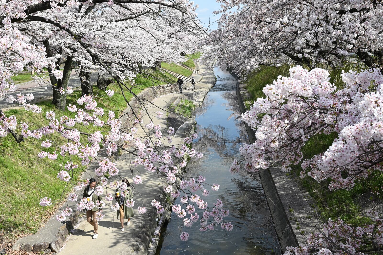 Nikon Nikkor Z 24-70mm F2.8 S sample photo. Cherry blossoms, walk, spring photography