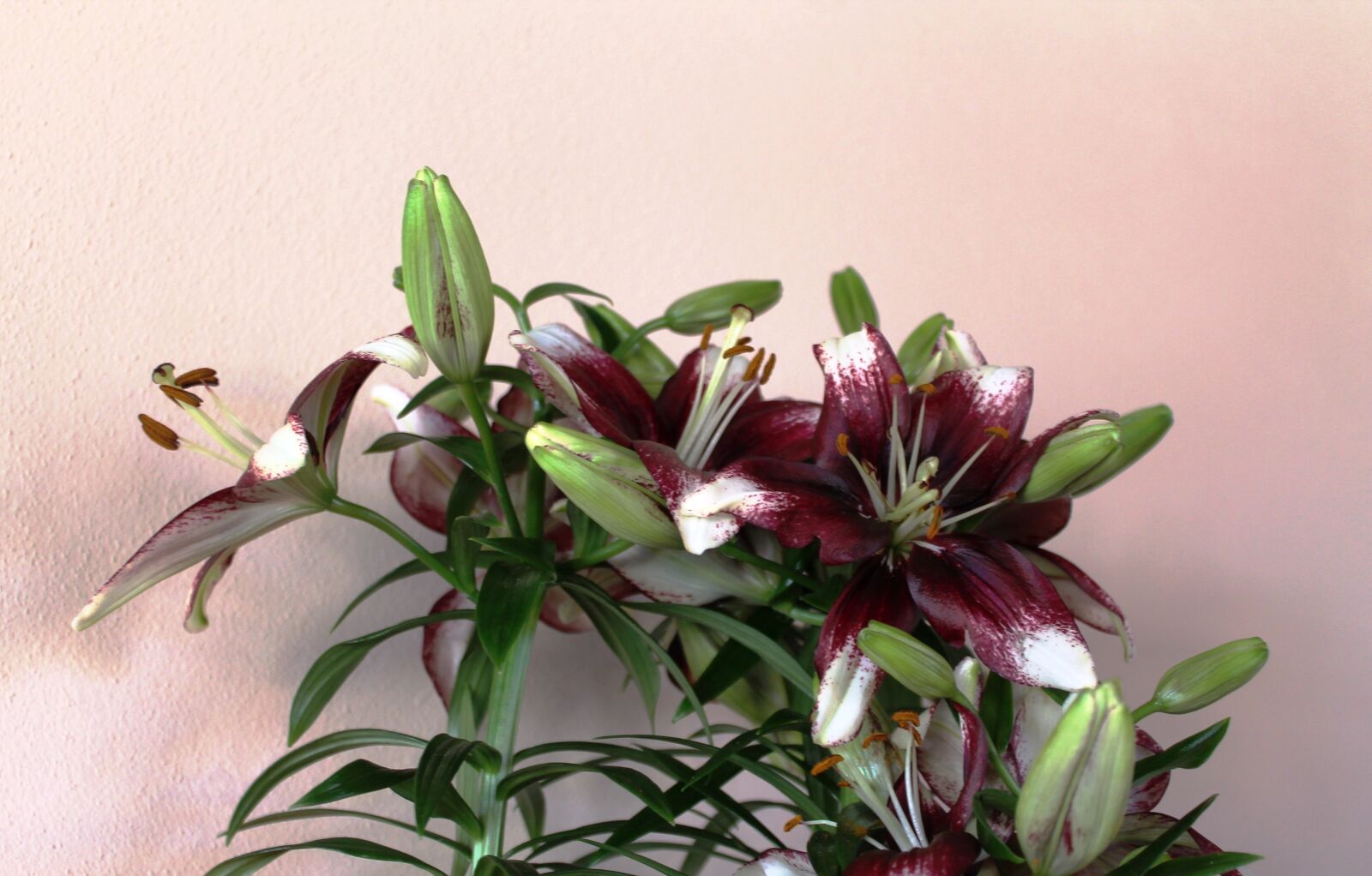 Canon EOS 1100D (EOS Rebel T3 / EOS Kiss X50) sample photo. Flower, lily, spring photography