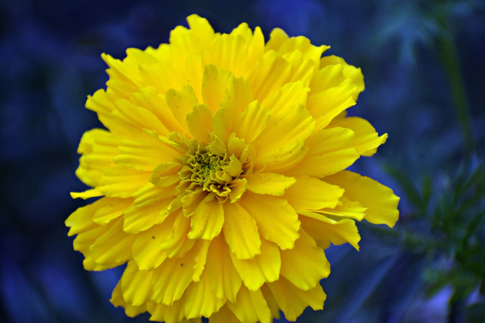 Nikon D3300 sample photo. Marigold, flower, plant photography