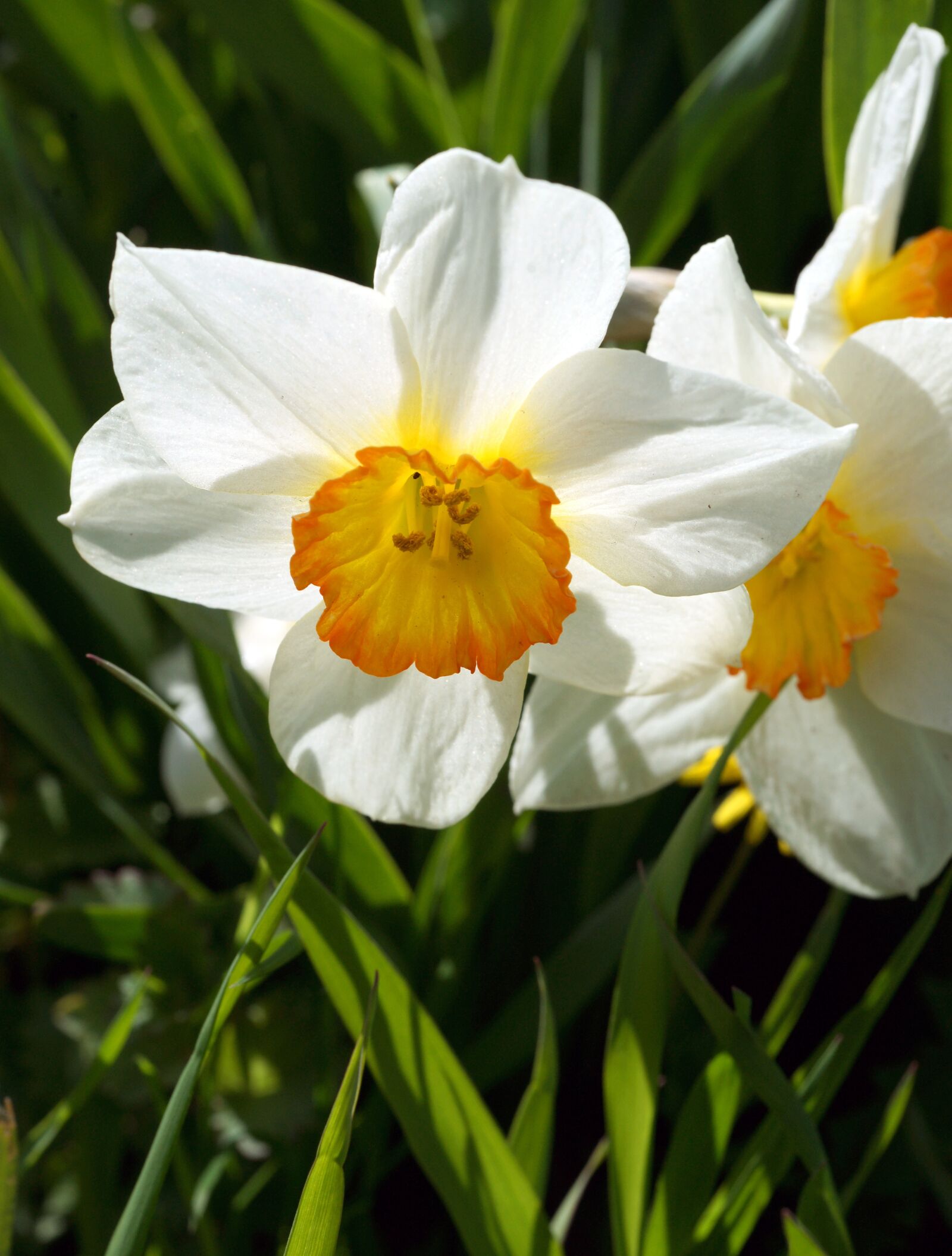 Sony Alpha DSLR-A850 sample photo. Flower, narcissus, summer photography
