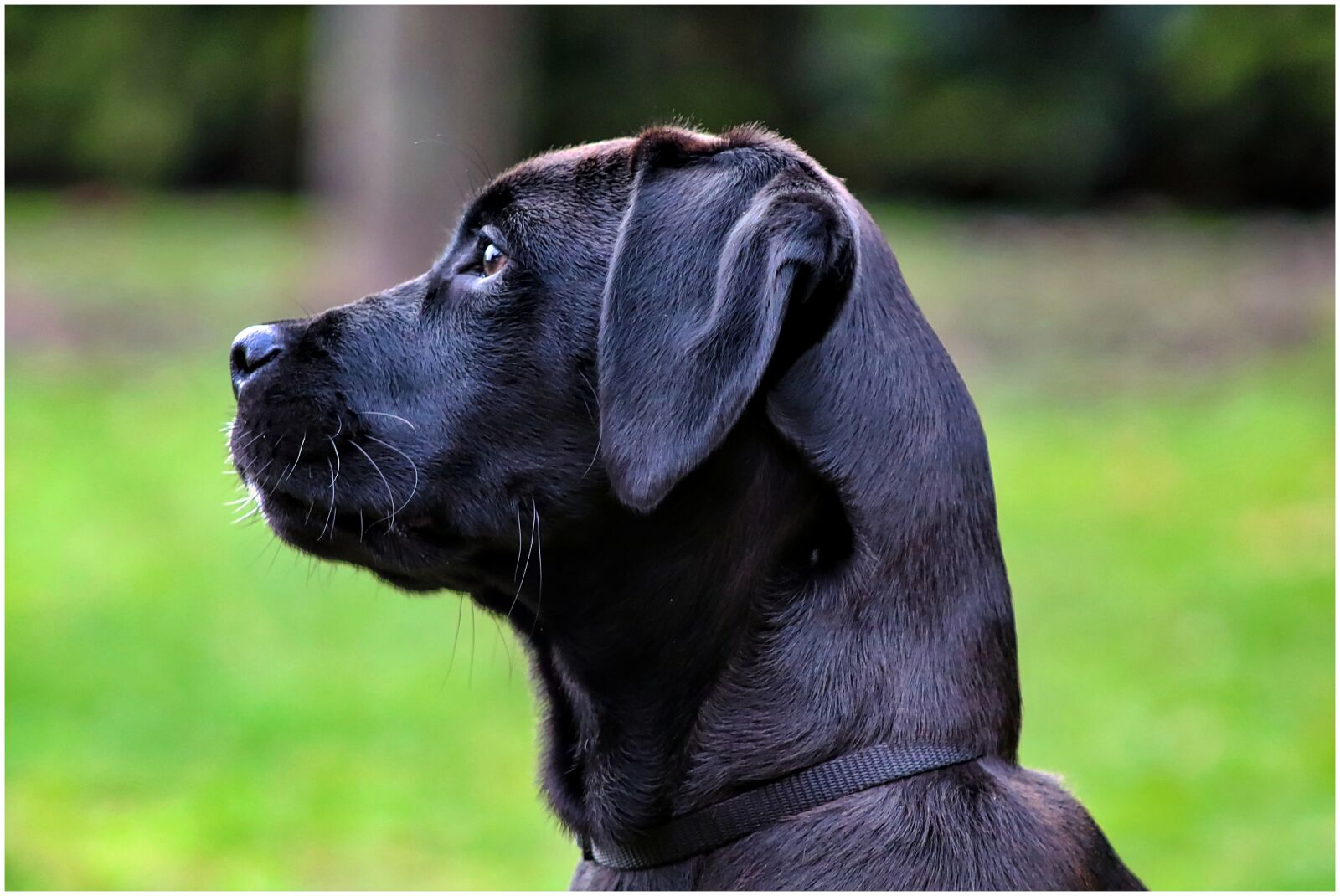 Canon EF75-300mm f/4-5.6 sample photo. Dog, pet, view photography