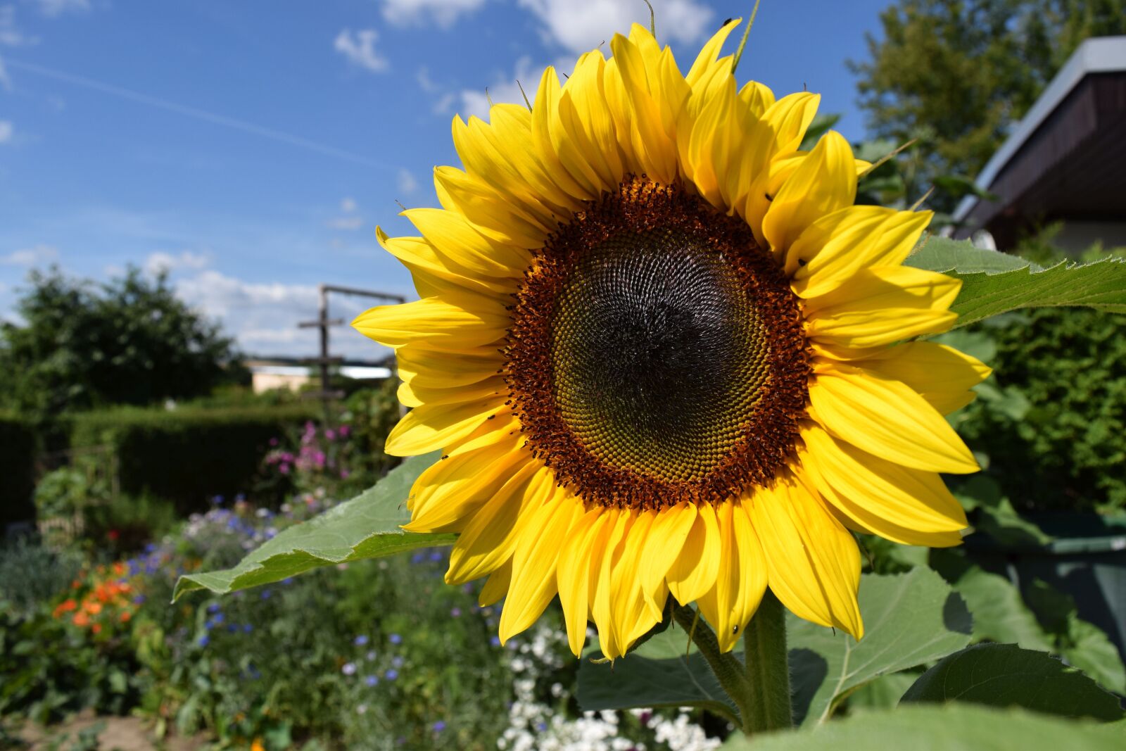 Nikon D3300 sample photo. Sunflower, blossom, bloom photography