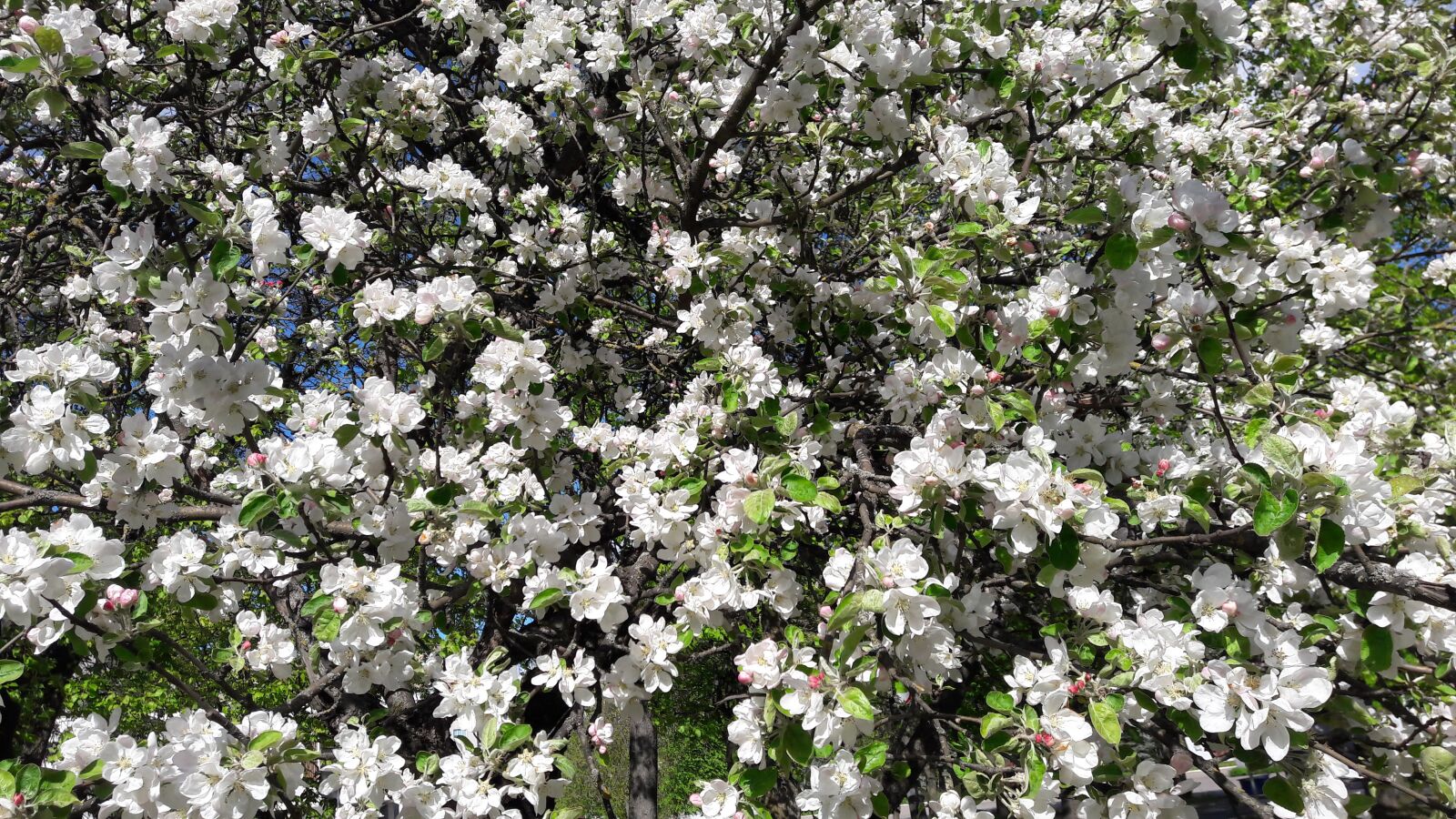 Samsung Galaxy J7 sample photo. Nature, spring, apple tree photography