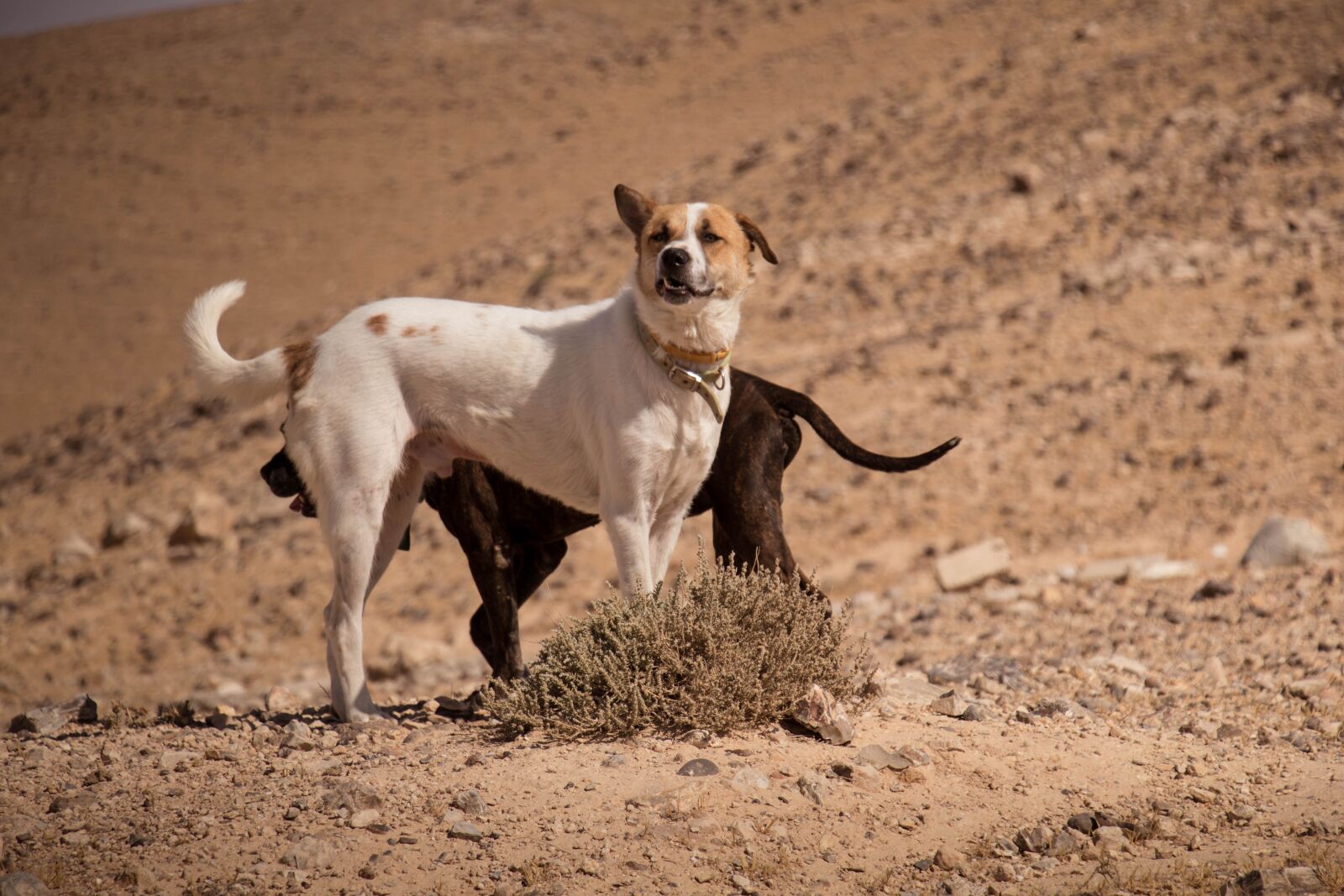 Canon EOS 80D sample photo. Dogs, pet, desert photography