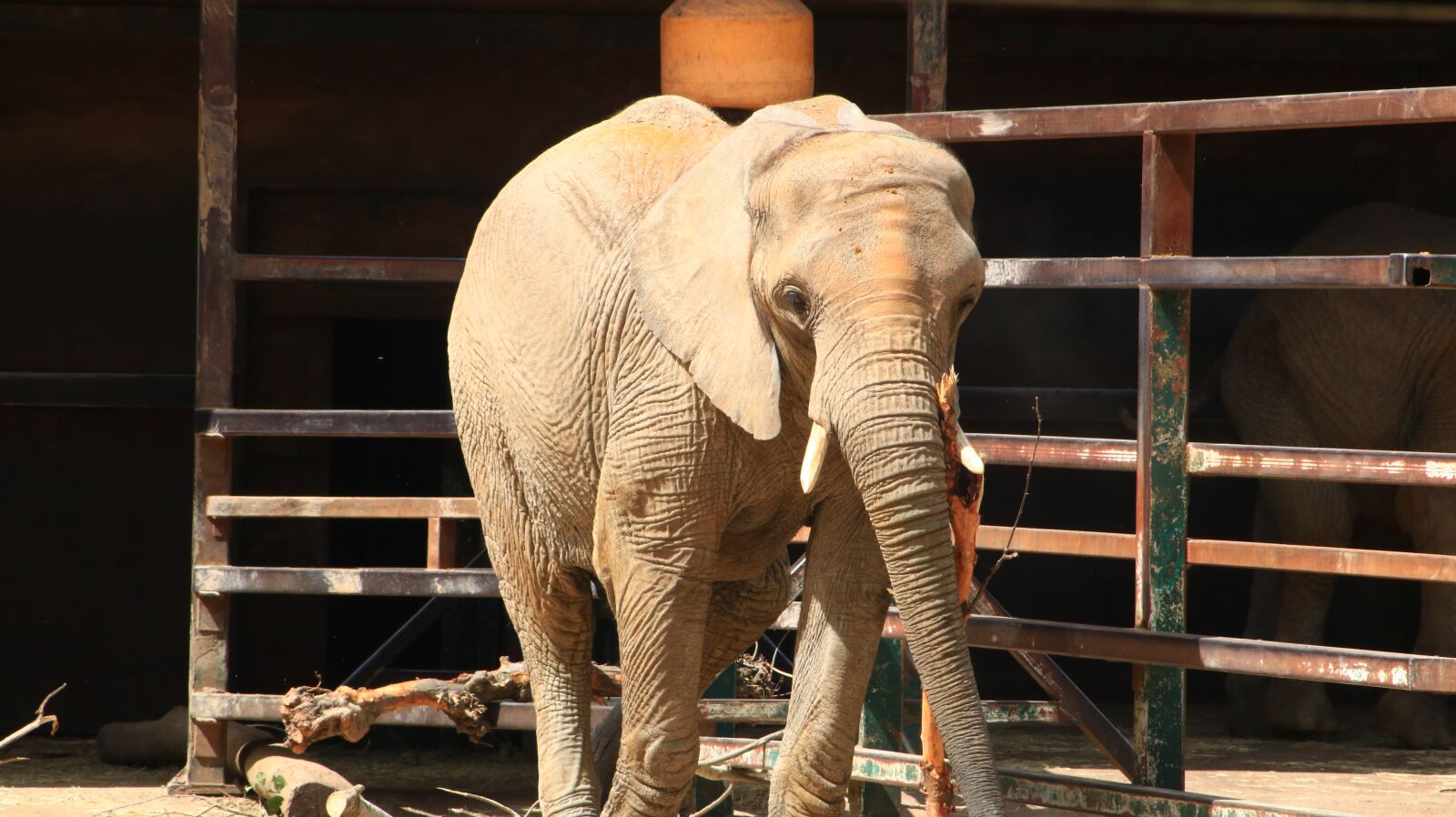 Canon EOS 750D (EOS Rebel T6i / EOS Kiss X8i) sample photo. Elephant, zoo, animal photography