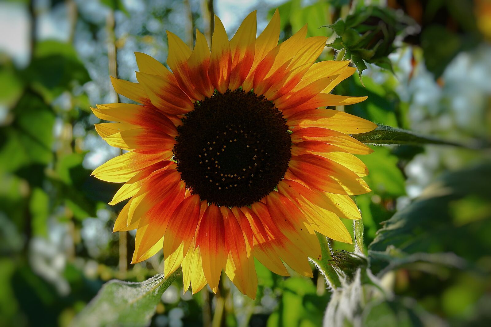 Nikon Coolpix P900 sample photo. Sunflower, flower, beautiful photography