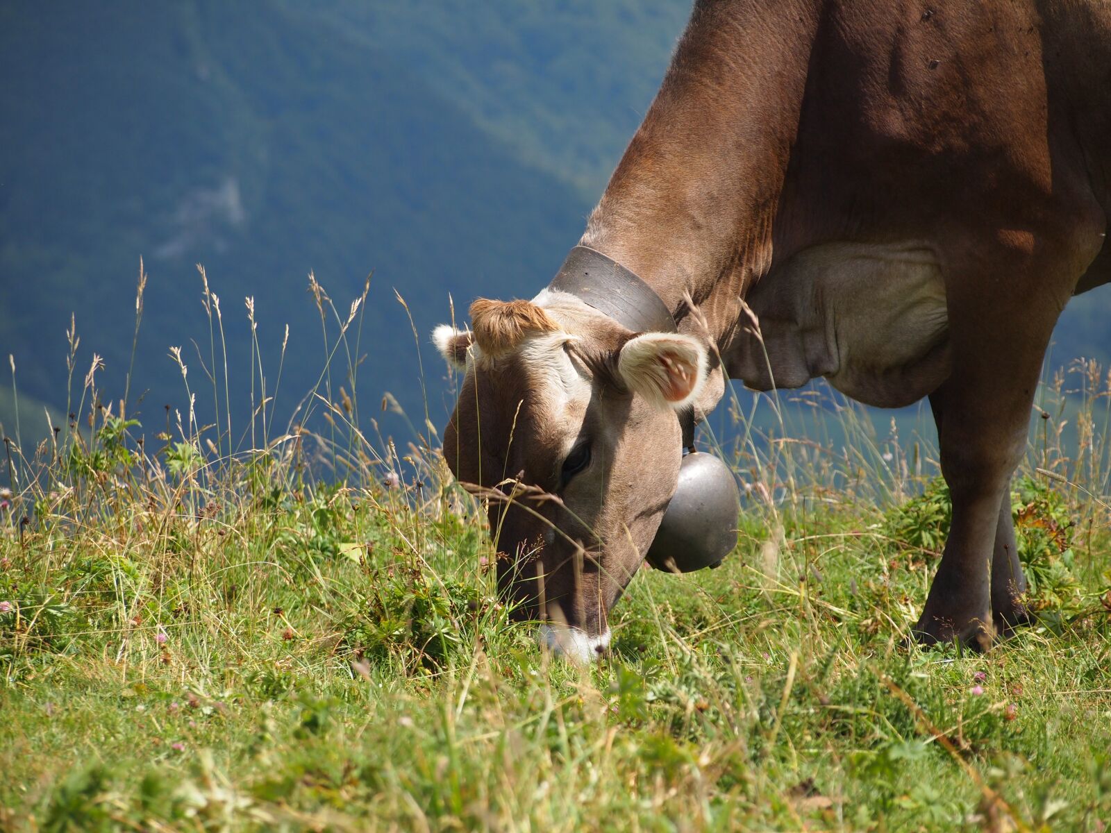 Olympus PEN E-PL1 sample photo. Cow, oxen, cattle photography