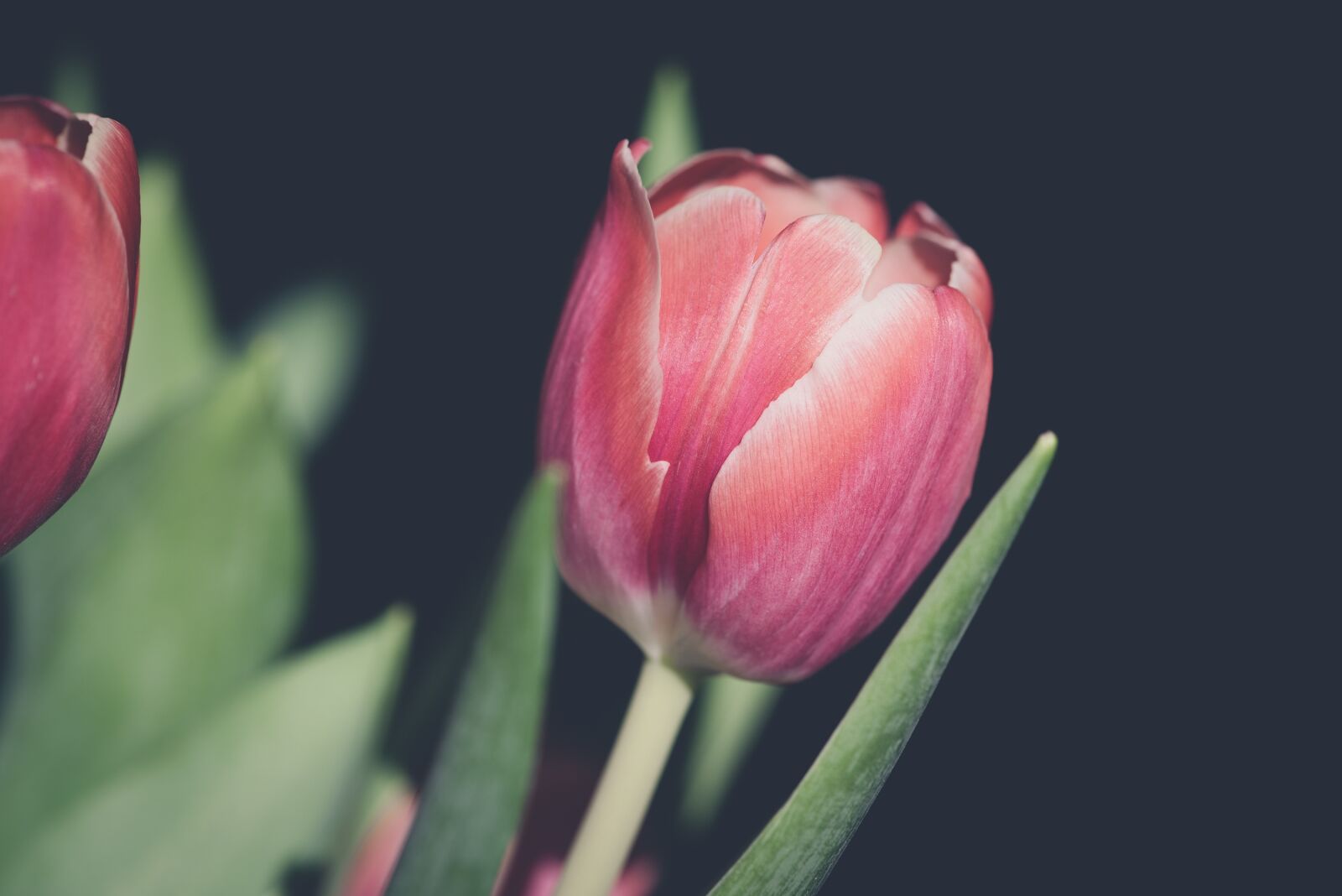 Nikon D750 sample photo. Tulip, flower, blossom photography