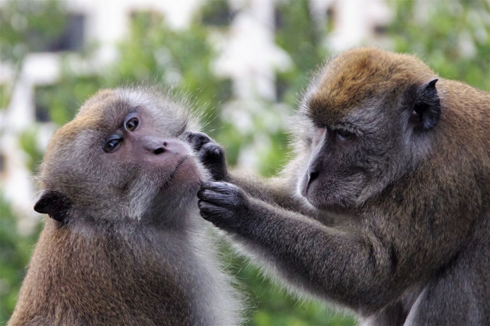 Pentax K-x sample photo. Monkey, primate, mammal photography