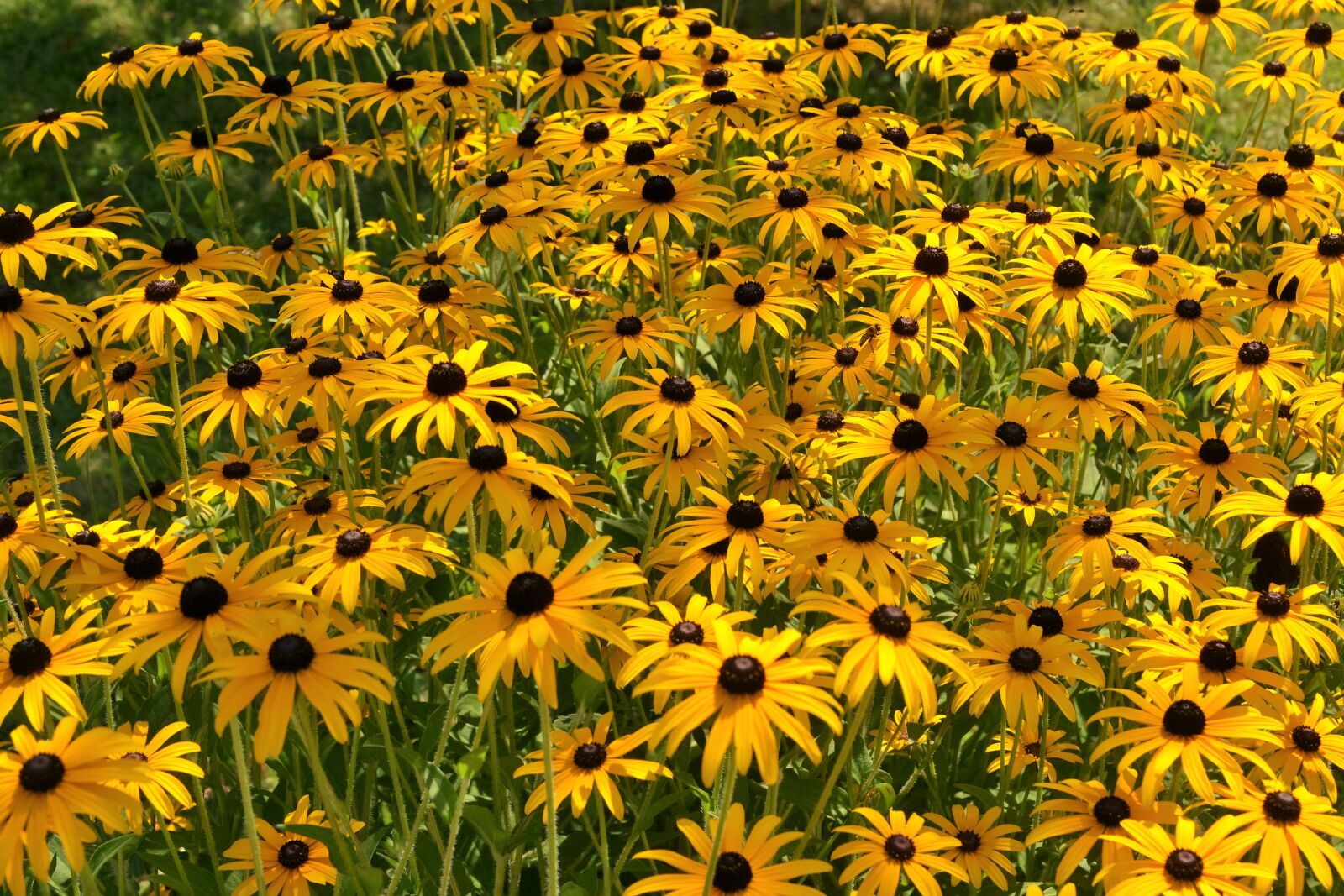 Nikon D3100 sample photo. Ordinary sonnenhut, rudbeckia fulgida photography