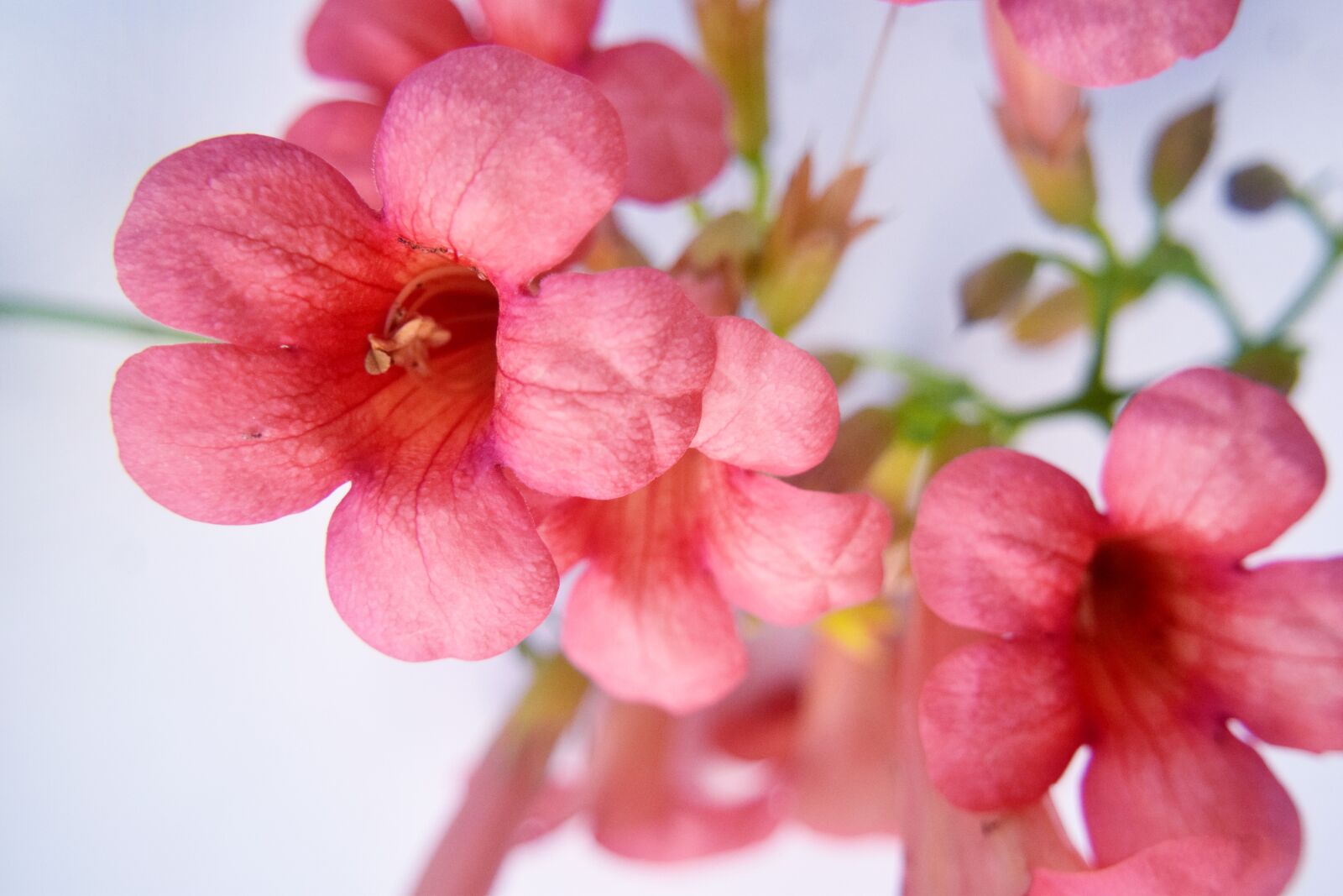 Nikon D5300 sample photo. Flowers, trumpet, nature photography