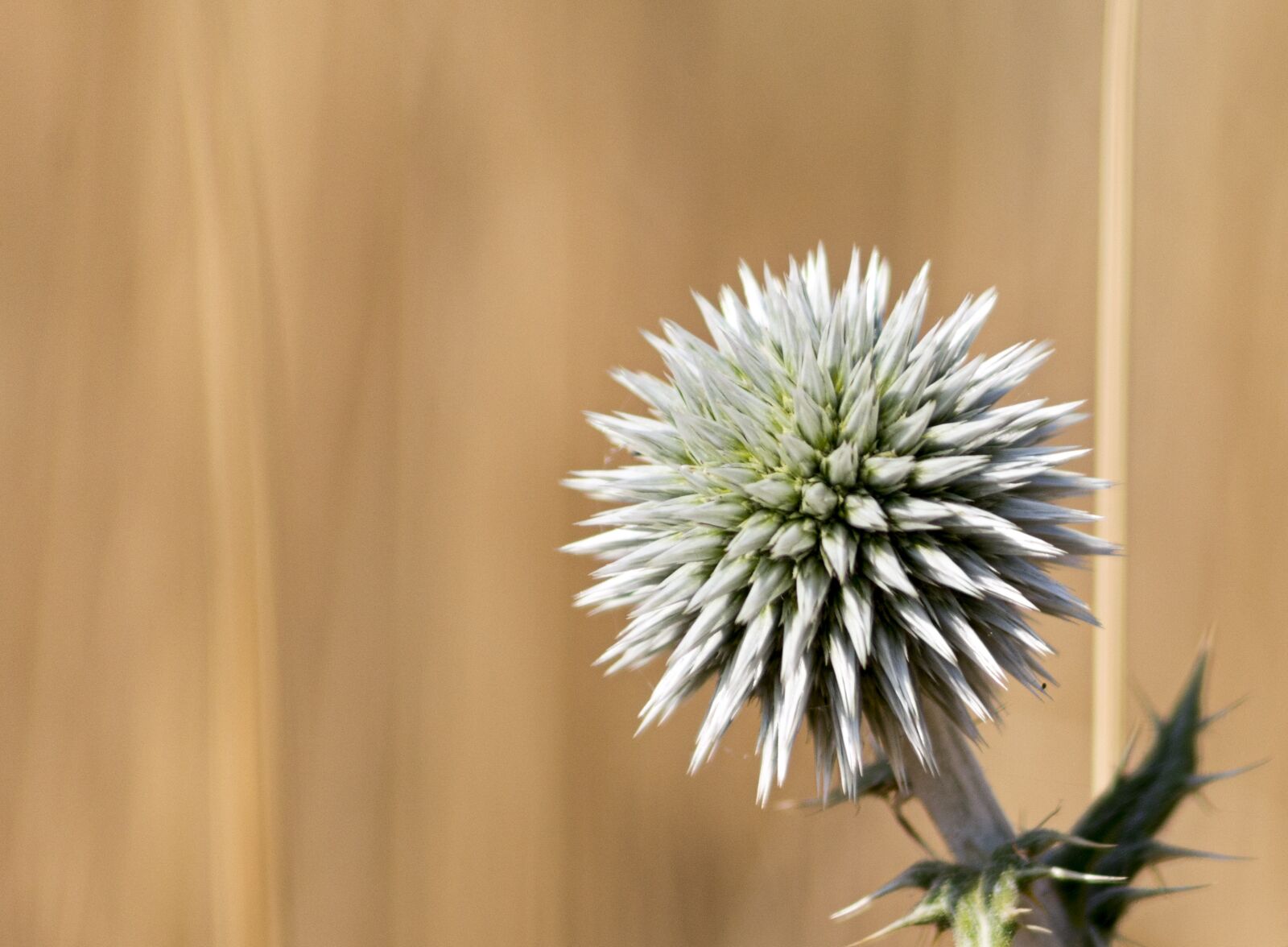 Nikon D7100 sample photo. Thistle, nature, prickle photography