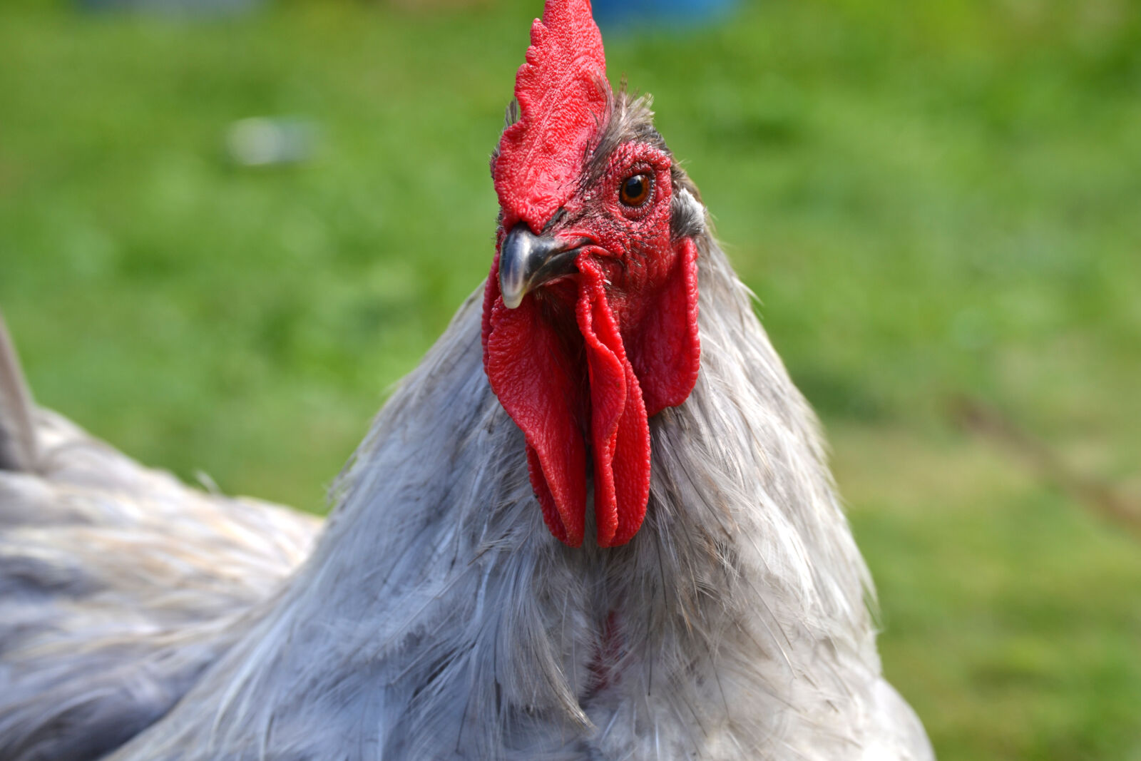 Nikon D3100 sample photo. Backyard, chicken, rooster photography