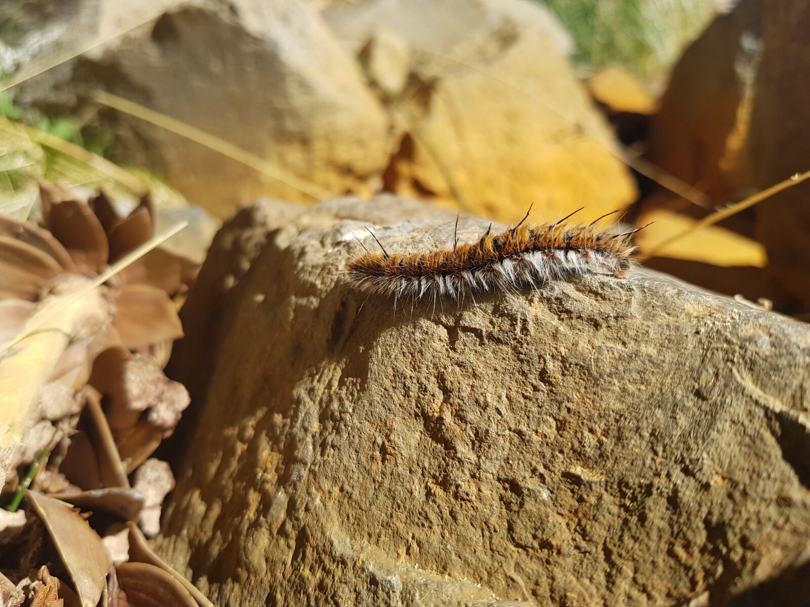 Samsung Galaxy S8+ sample photo. Naturaleza, otoño, oruga photography