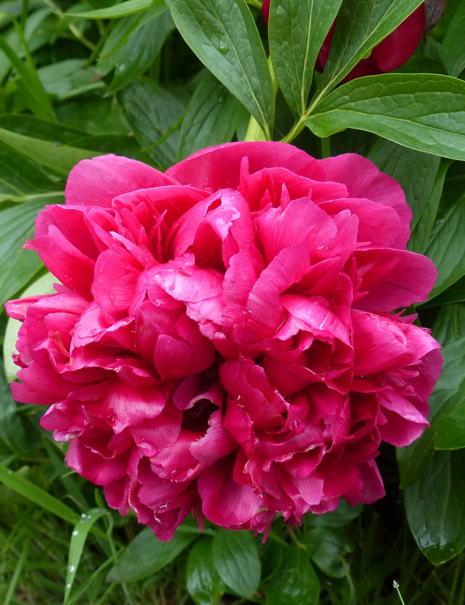 Panasonic Lumix DMC-FZ200 sample photo. Bloom, pink, peony photography