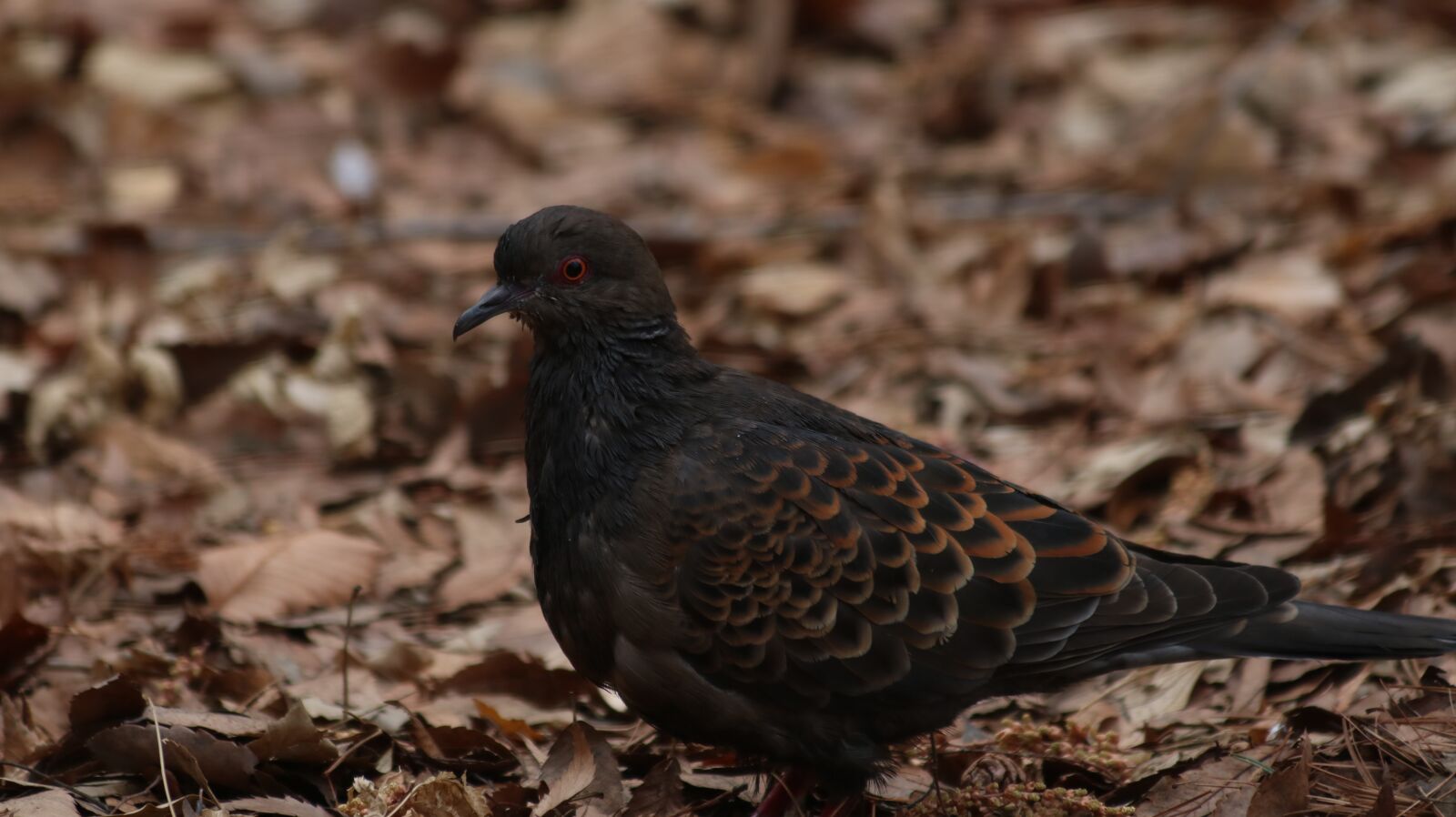 Canon EOS 750D (EOS Rebel T6i / EOS Kiss X8i) sample photo. Nature, new, wildlife photography