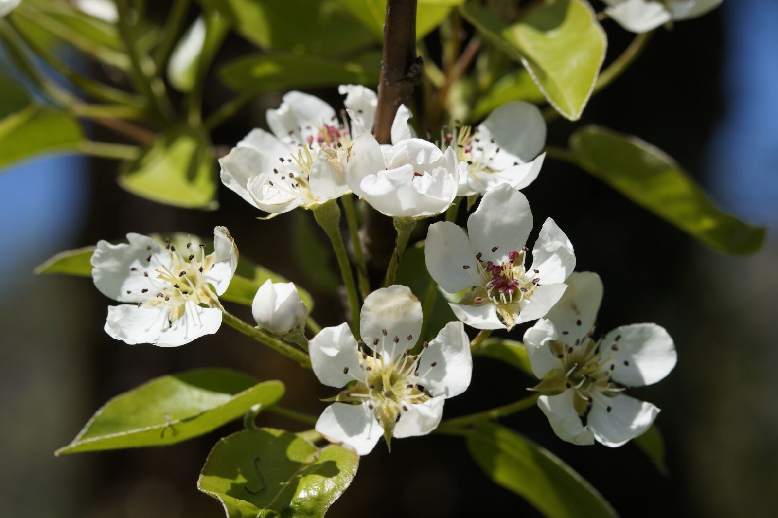 Sony SLT-A58 sample photo. Apple blossom, bloom, tree photography