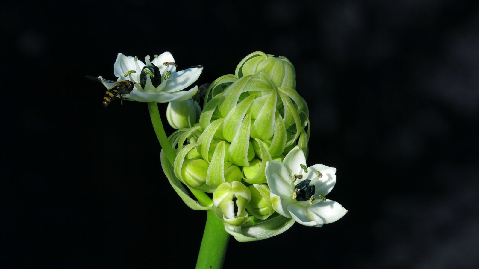 Canon PowerShot G15 sample photo. Ornithological galium, milk star photography