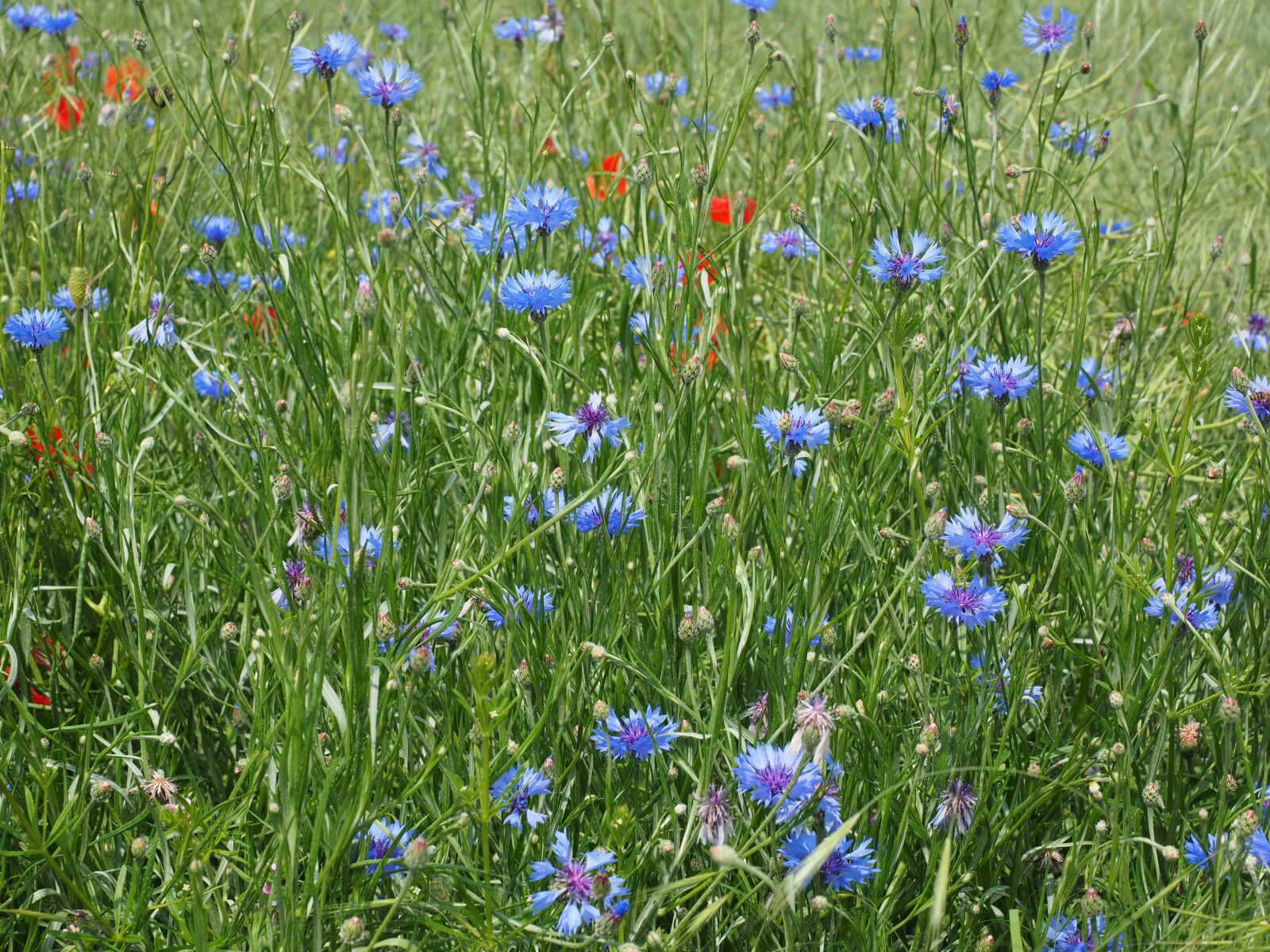 Olympus OM-D E-M1 + Olympus M.Zuiko Digital ED 12-40mm F2.8 Pro sample photo. Cornflowers, kornblumenfeld, flower photography