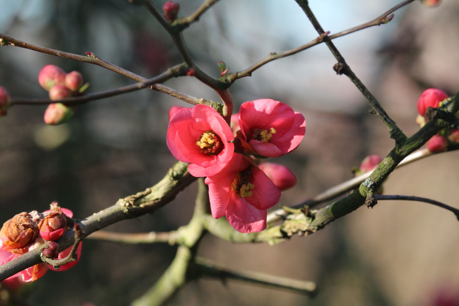 Canon EOS 70D sample photo. Quince, spring, flowers photography