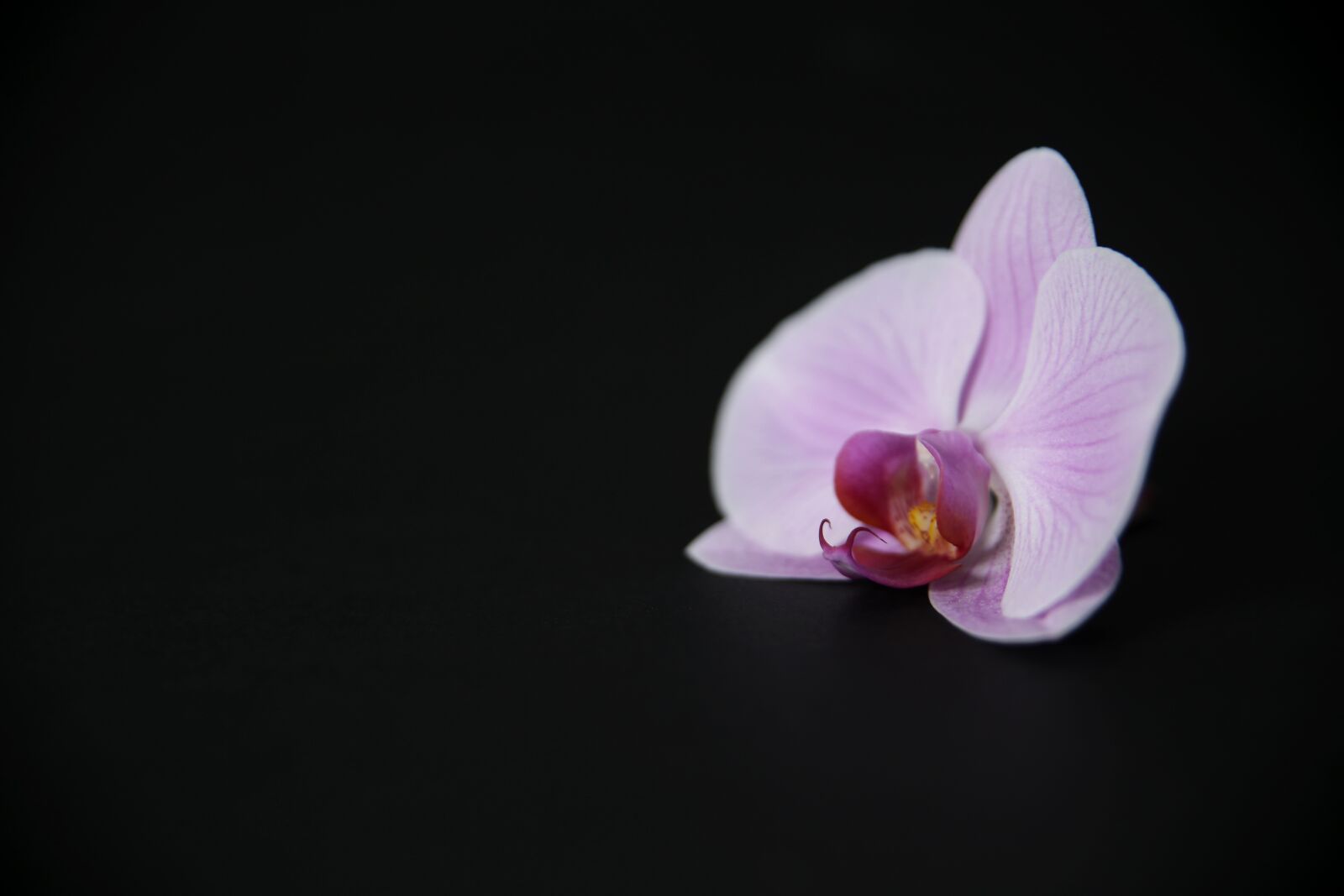 Canon EOS 6D sample photo. Flower, orchid, blossom photography
