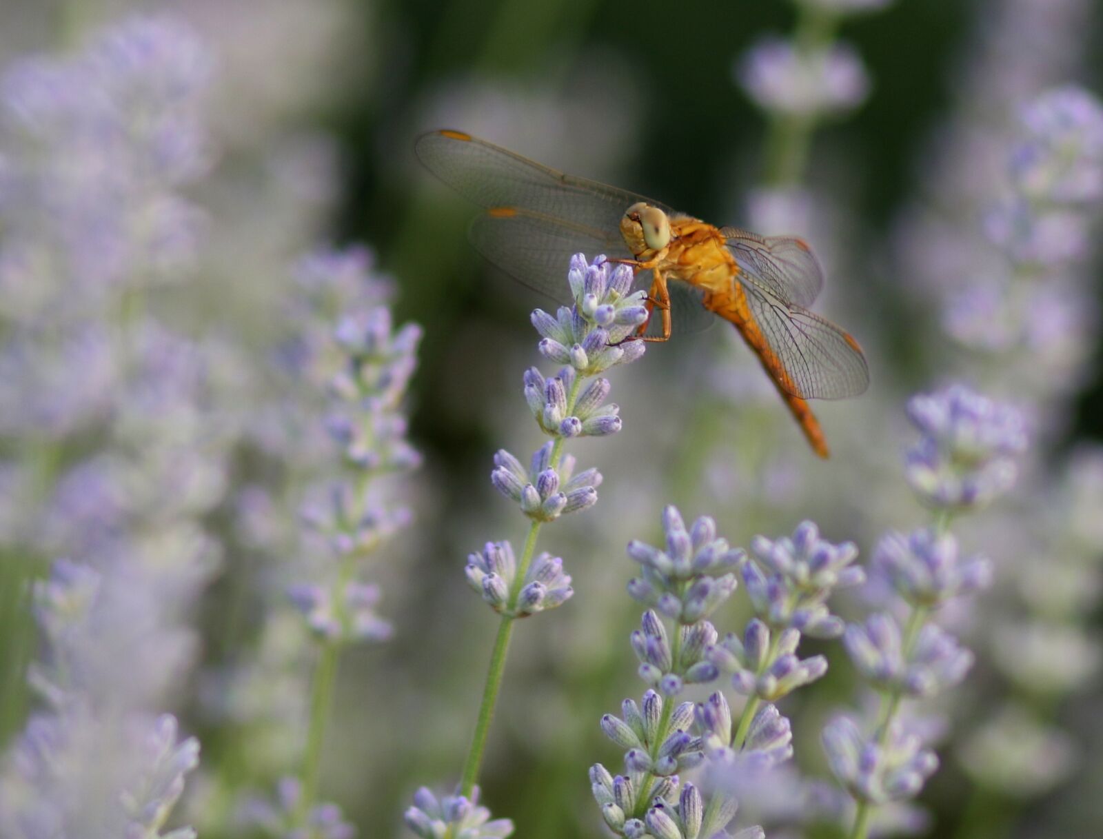Canon EF 85mm F1.8 USM sample photo. Dragonfly, lavender, insecta photography