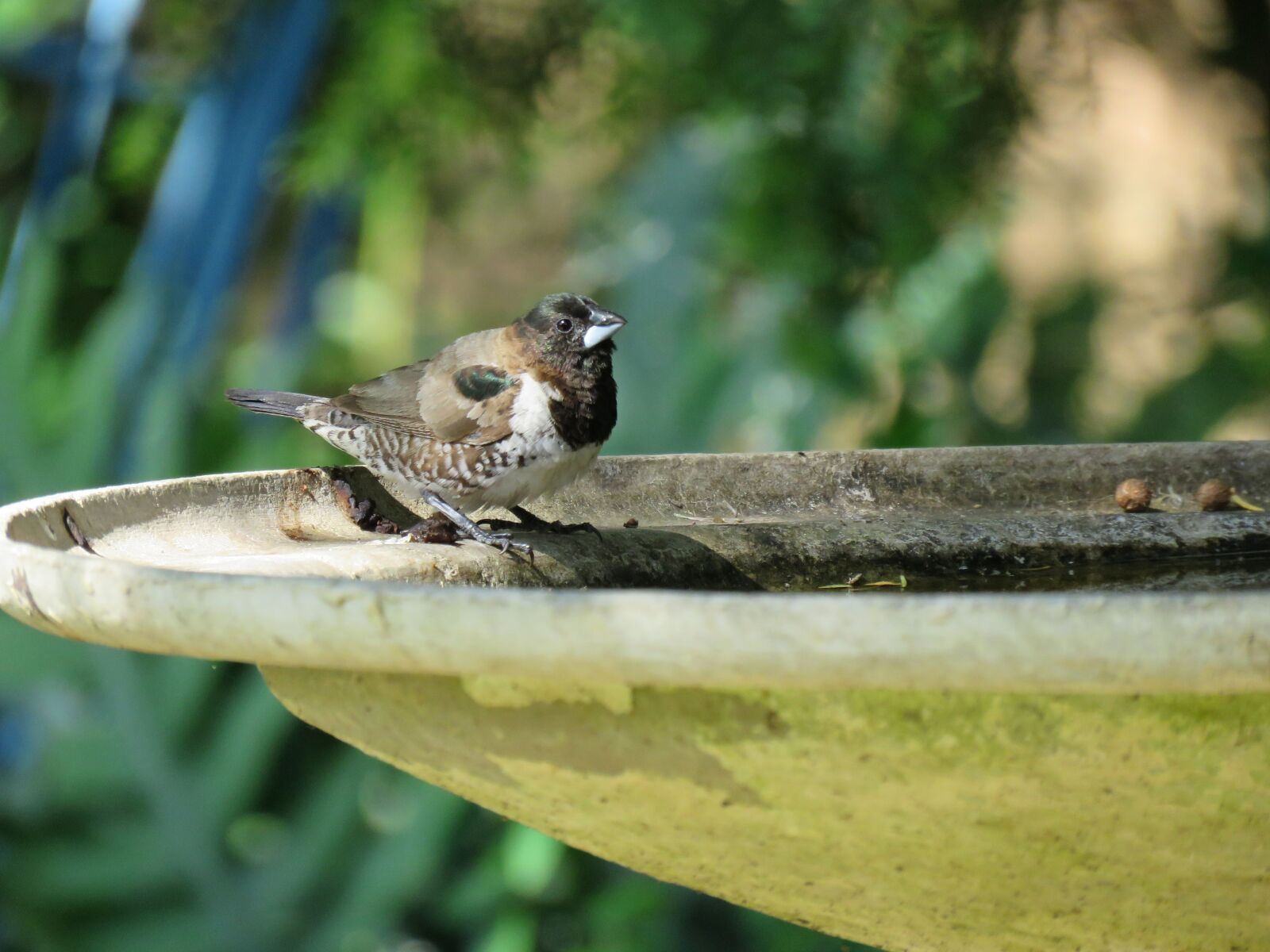 Canon PowerShot SX60 HS sample photo. Bird, birdlife, bird life photography