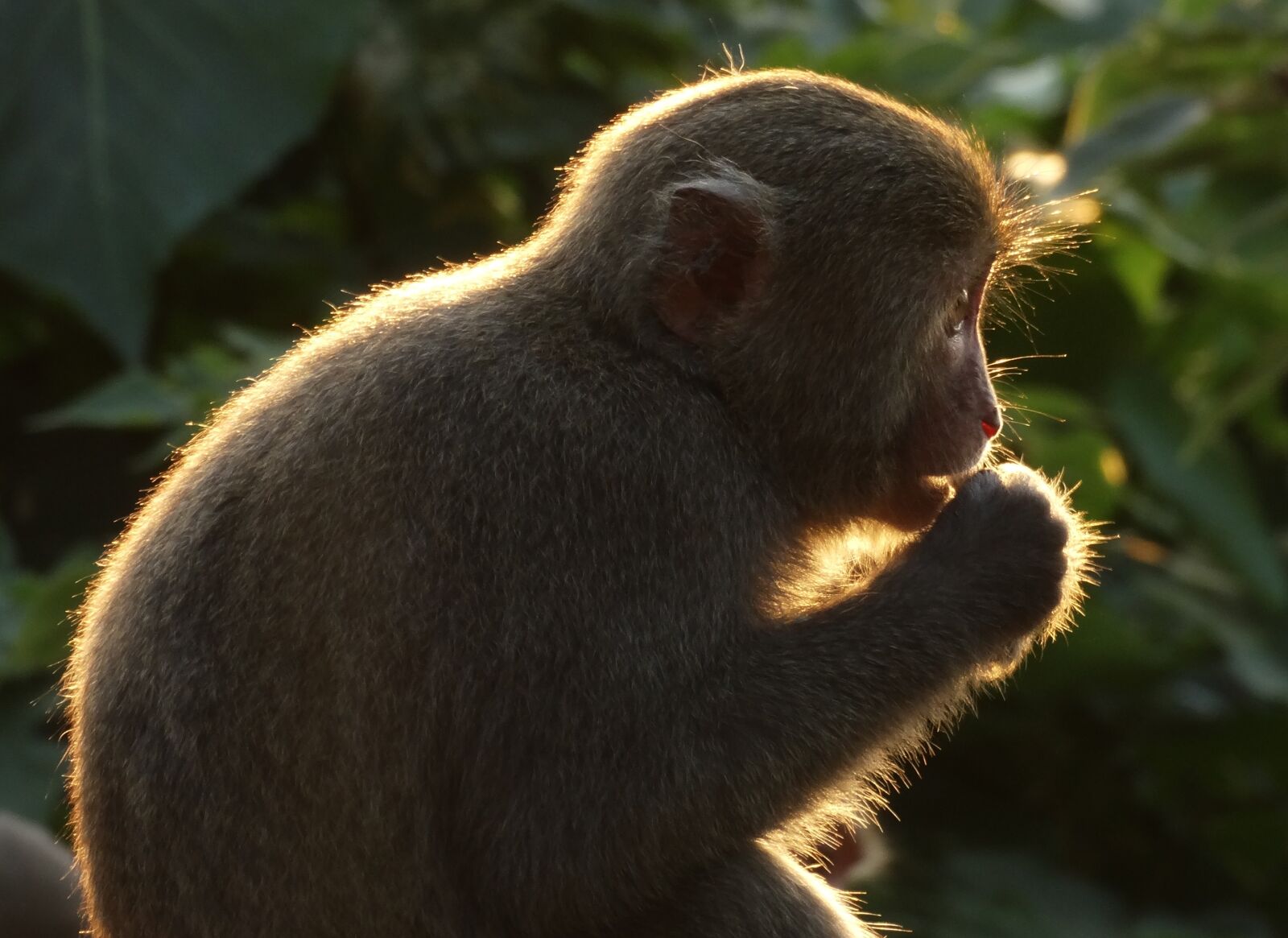 Sony Cyber-shot DSC-HX300 sample photo. Taiwan macaques, shoushan, macaque photography