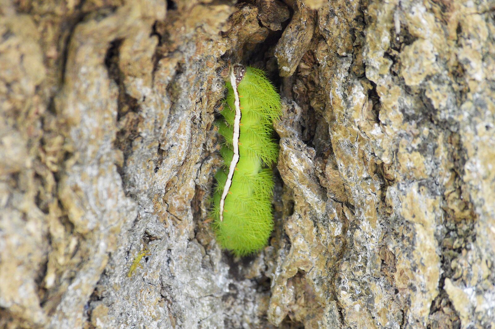 Nikon D3200 sample photo. Nature, tree, wood photography