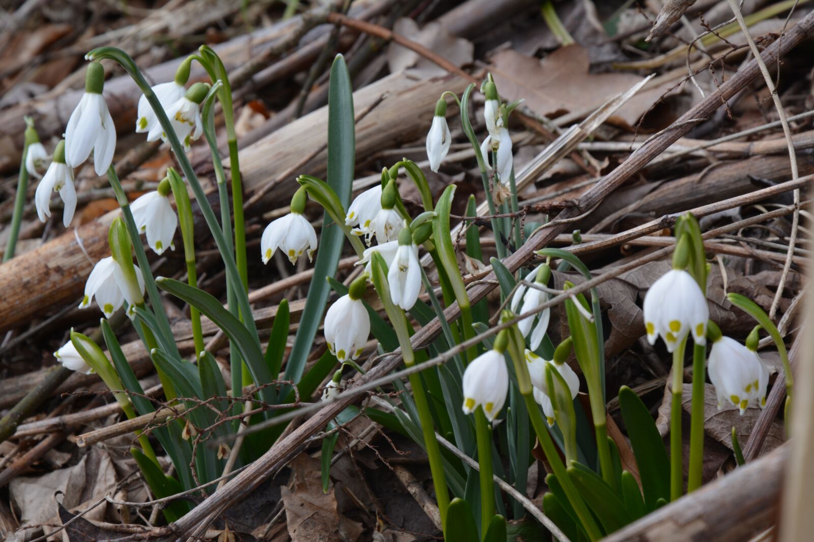 Nikon D5200 sample photo. Snowdrop, spring, nature photography