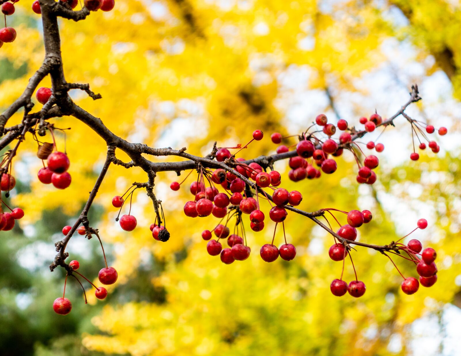 Sony Cyber-shot DSC-RX100 III sample photo. Autumn, berries, red photography