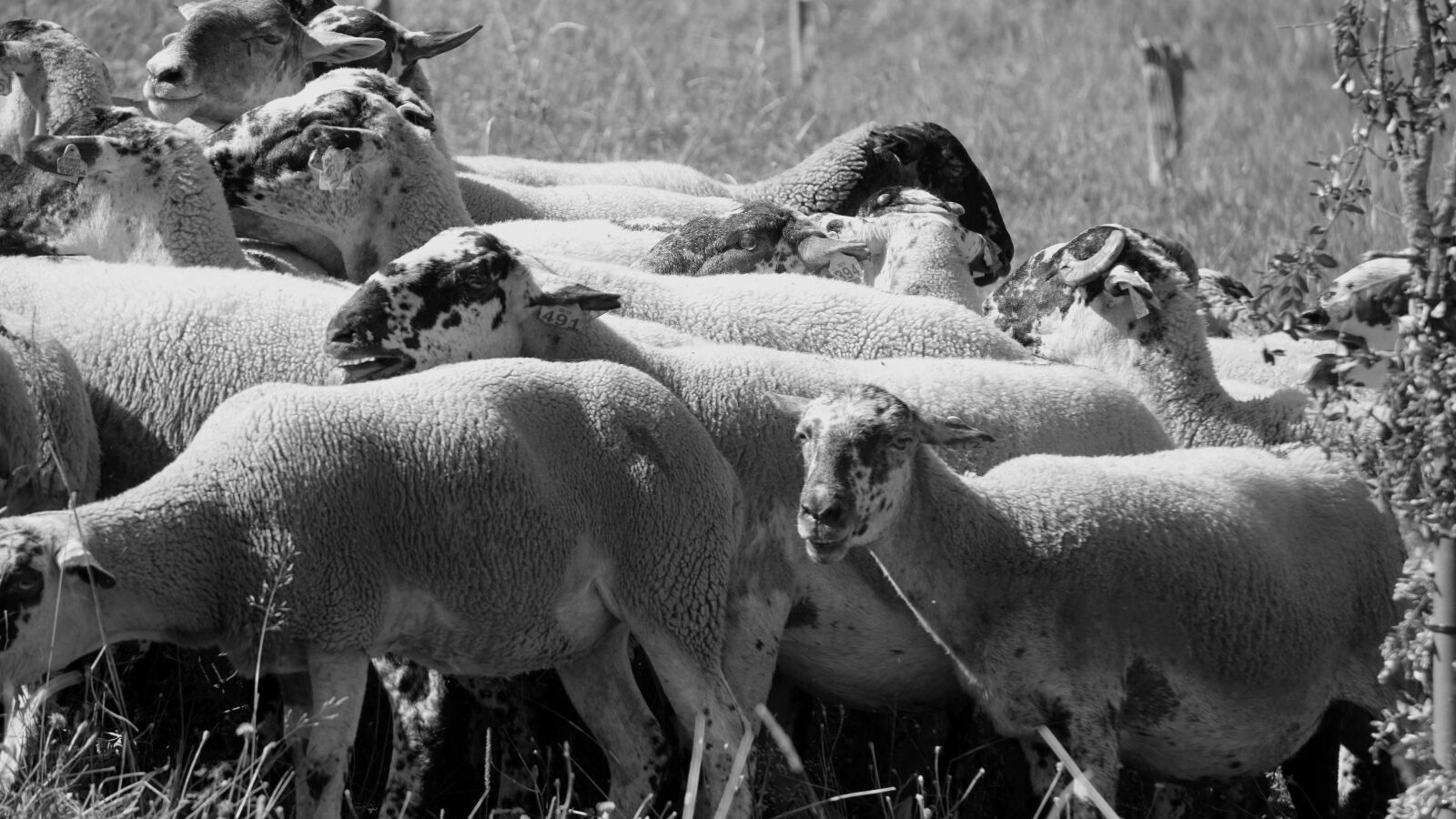 Sony E 55-210mm F4.5-6.3 OSS sample photo. Sheep, flock, livestock photography