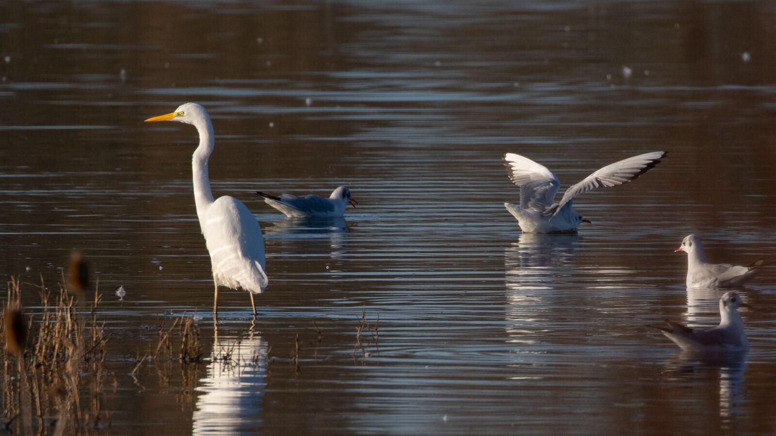 Canon EOS 7D Mark II sample photo. Great white egret, wading photography