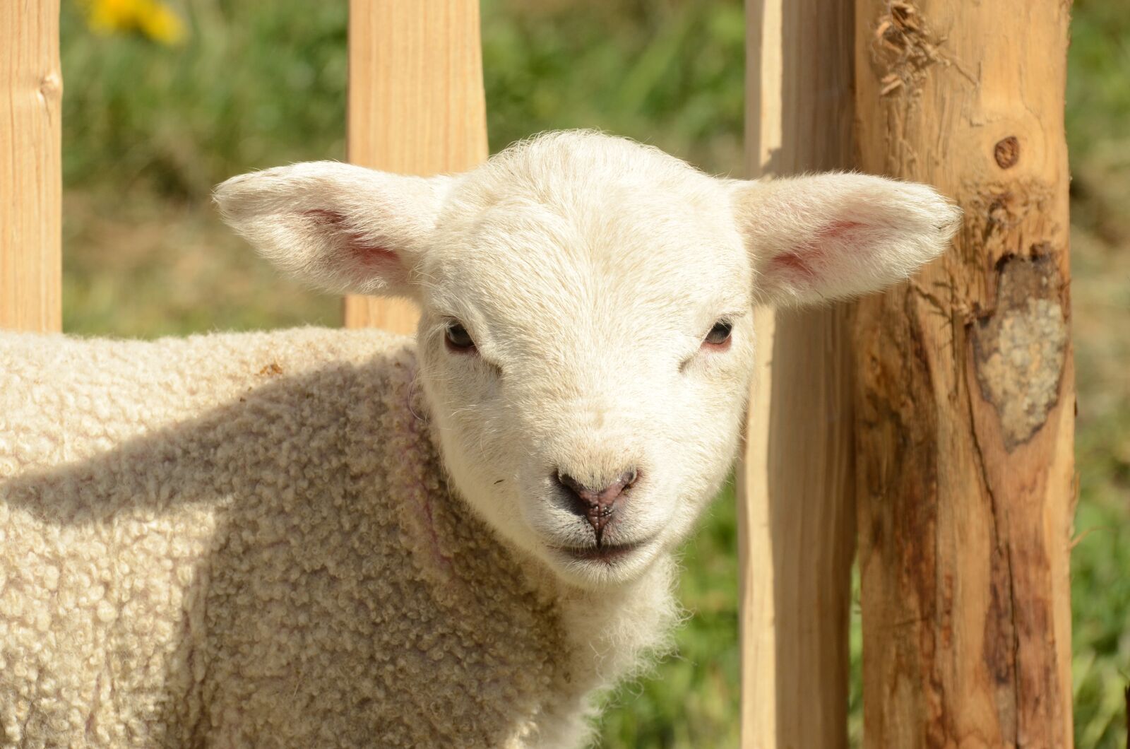 Nikon D7000 sample photo. Animal, mammal, farm photography